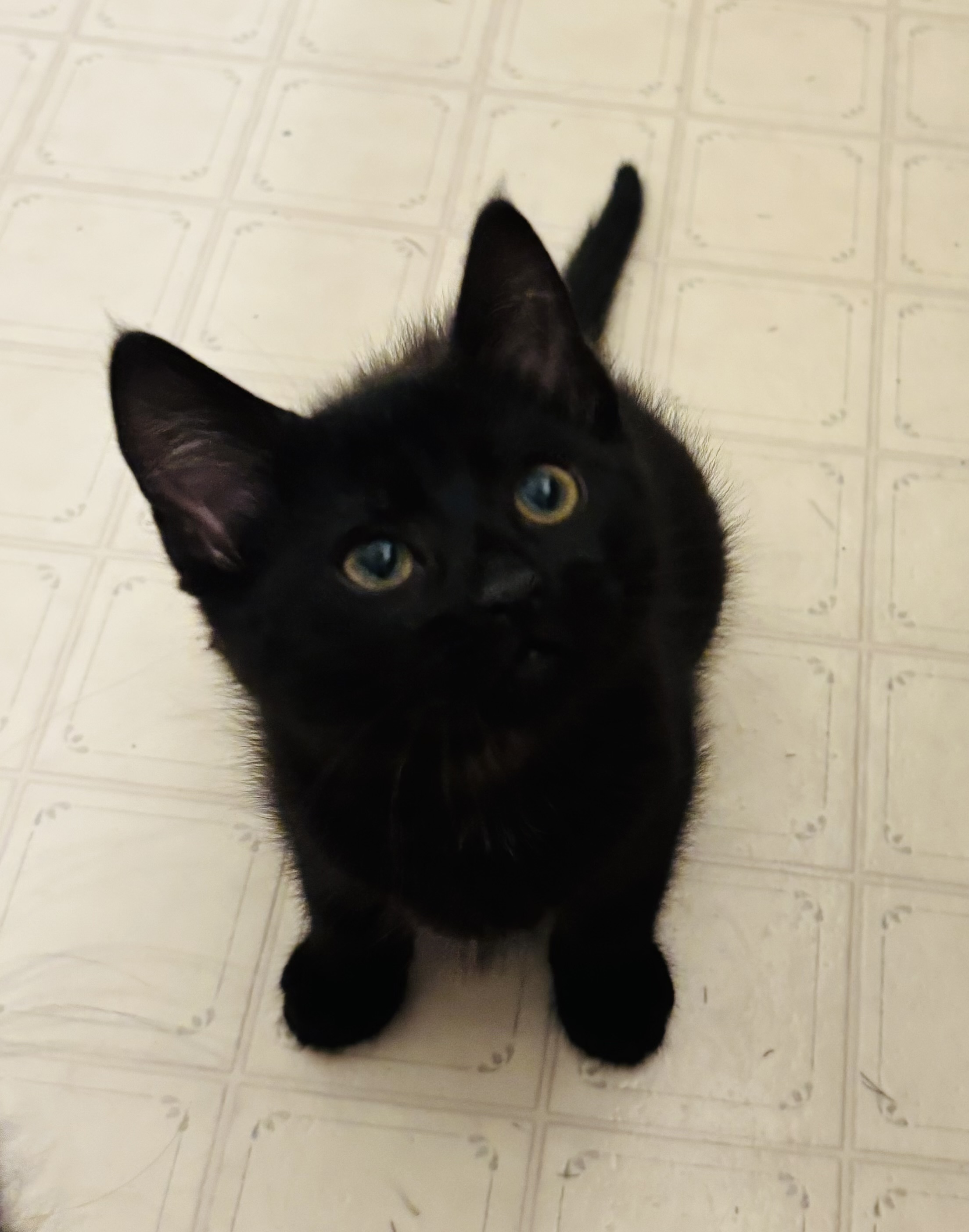 Picture of the Animal Listed