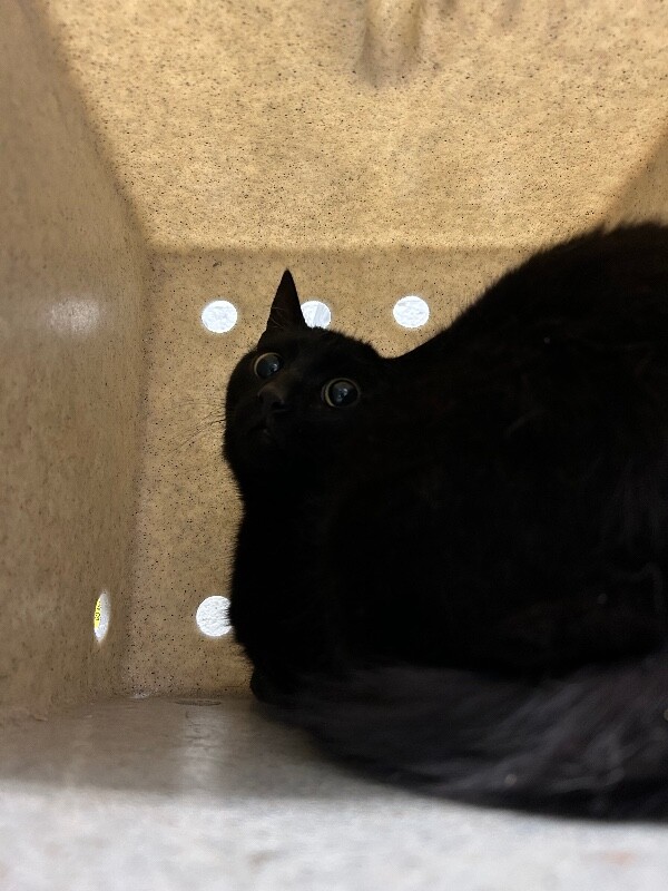 Picture of the Animal Listed