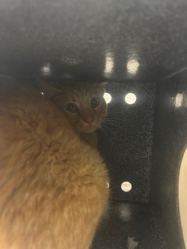 Picture of the Animal Listed