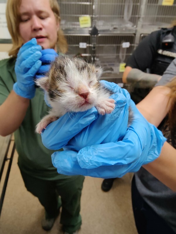 Picture of the Animal Listed