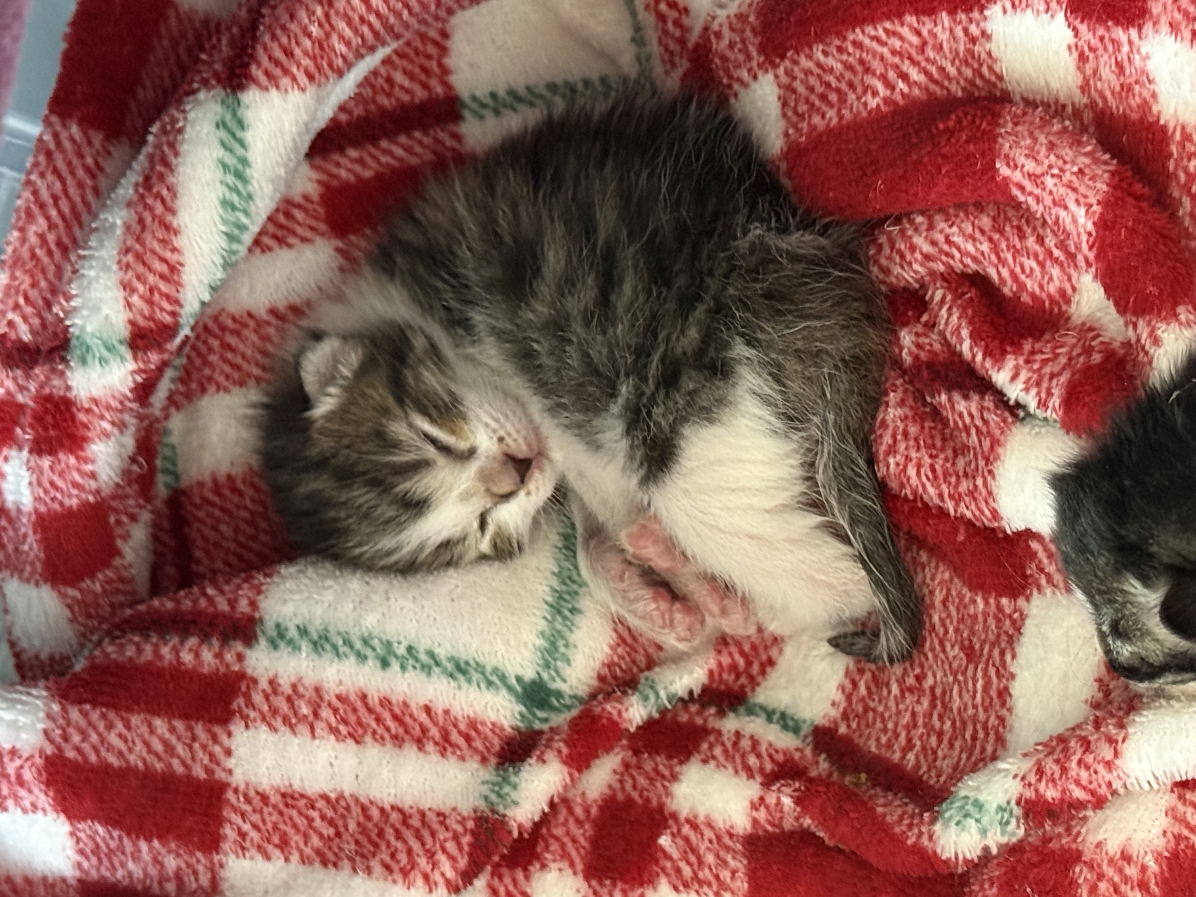 Picture of the Animal Listed