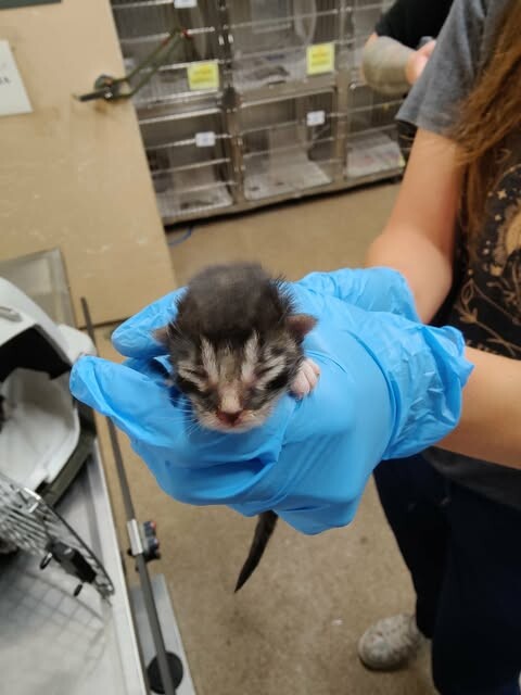 Picture of the Animal Listed