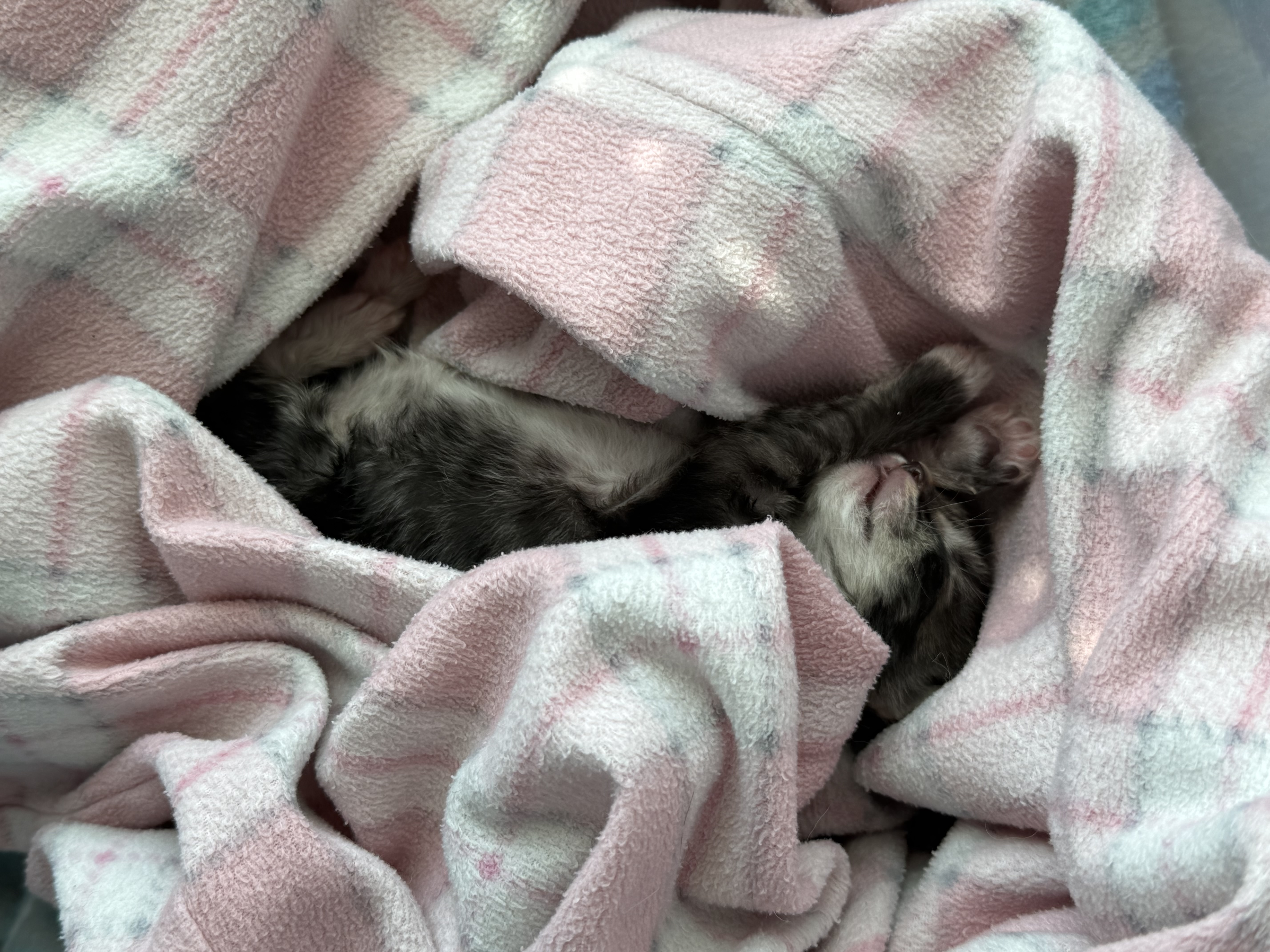 Picture of the Animal Listed
