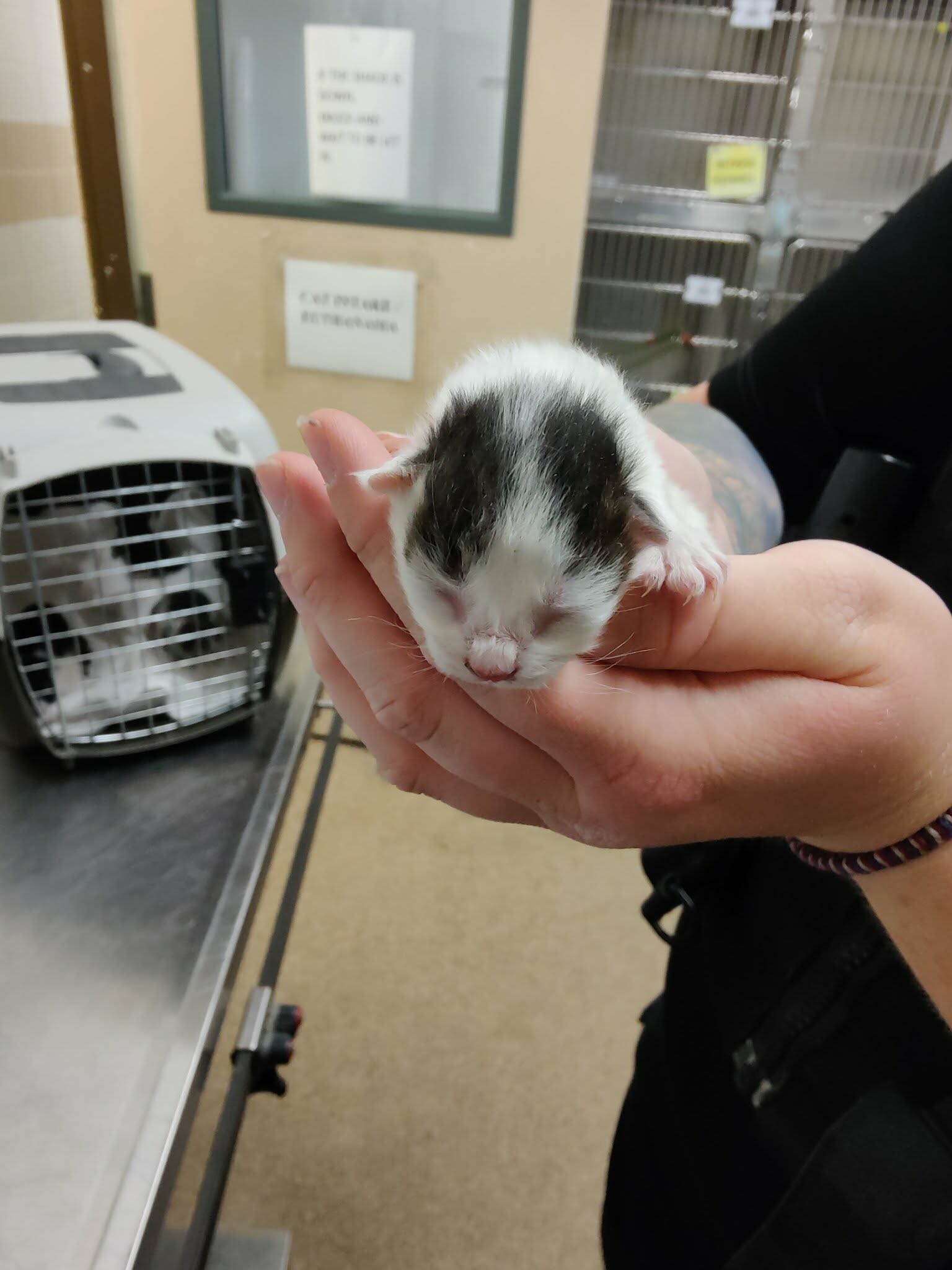 Picture of the Animal Listed