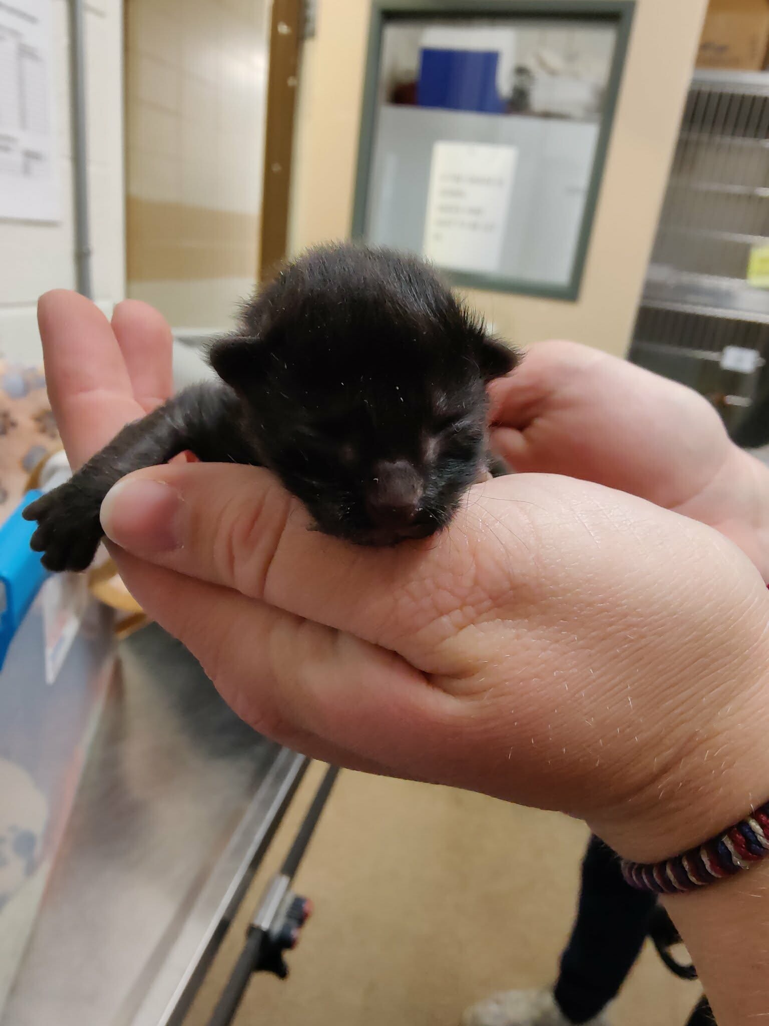 Picture of the Animal Listed