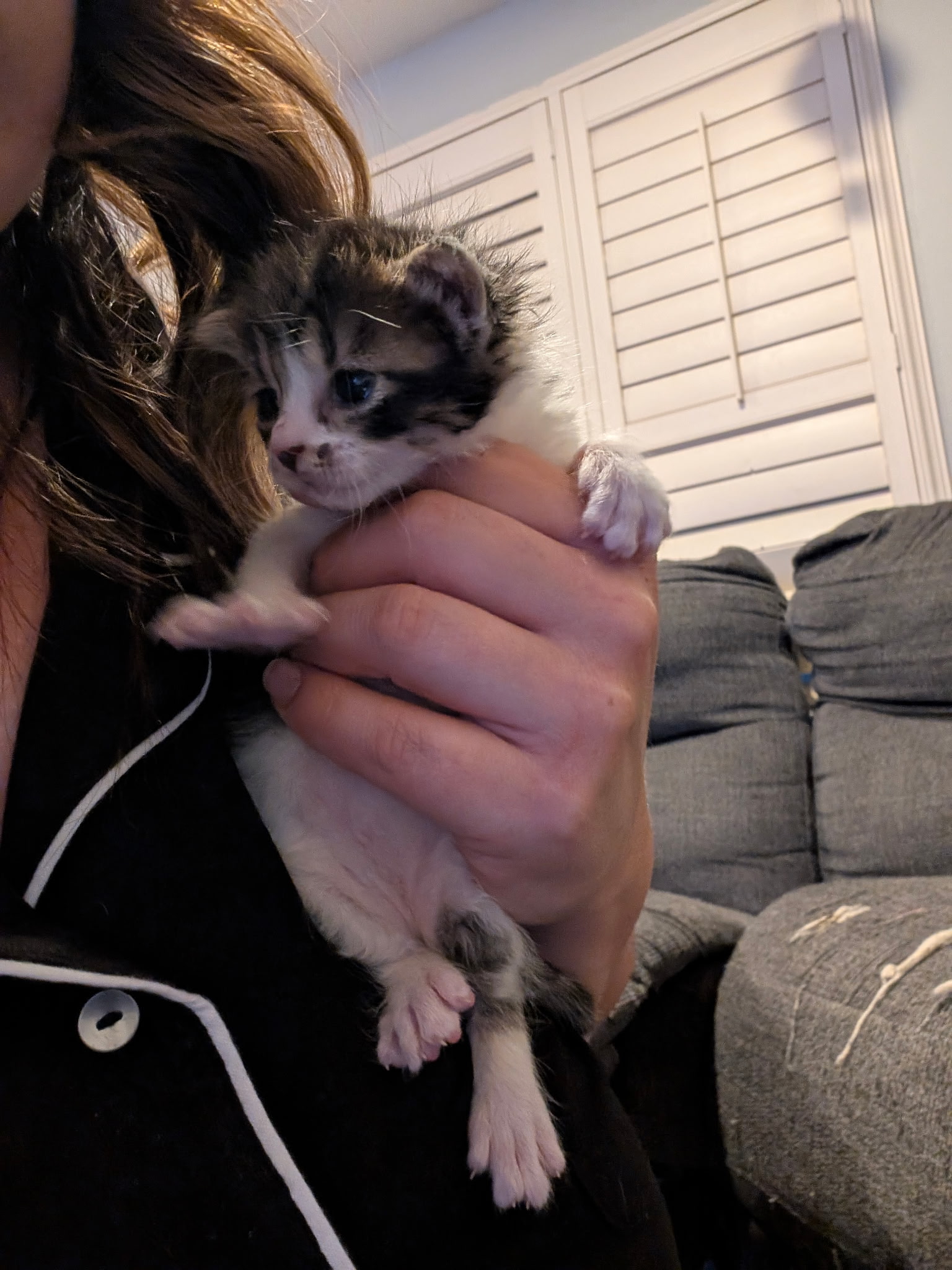 Picture of the Animal Listed