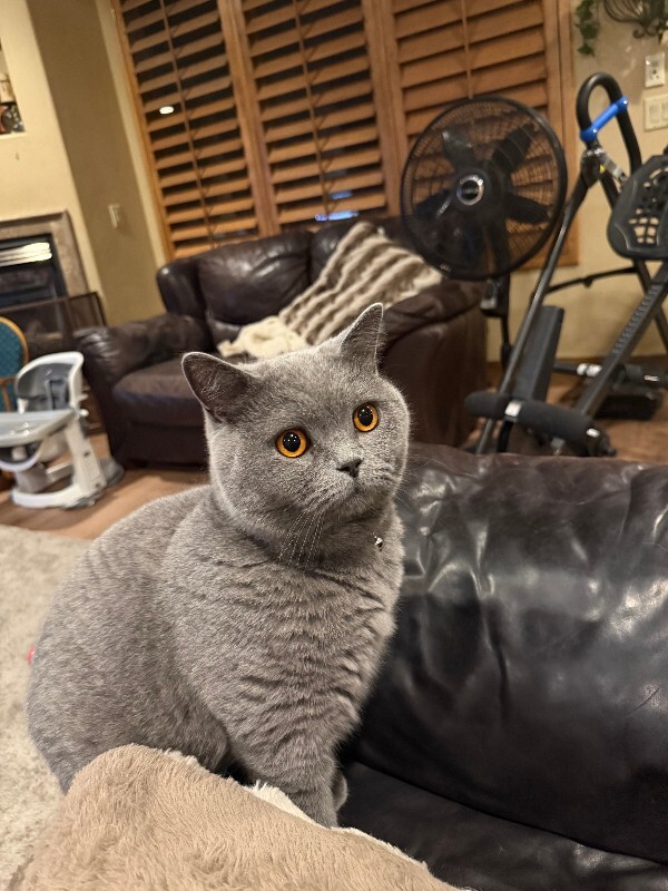 Picture of the Animal Listed