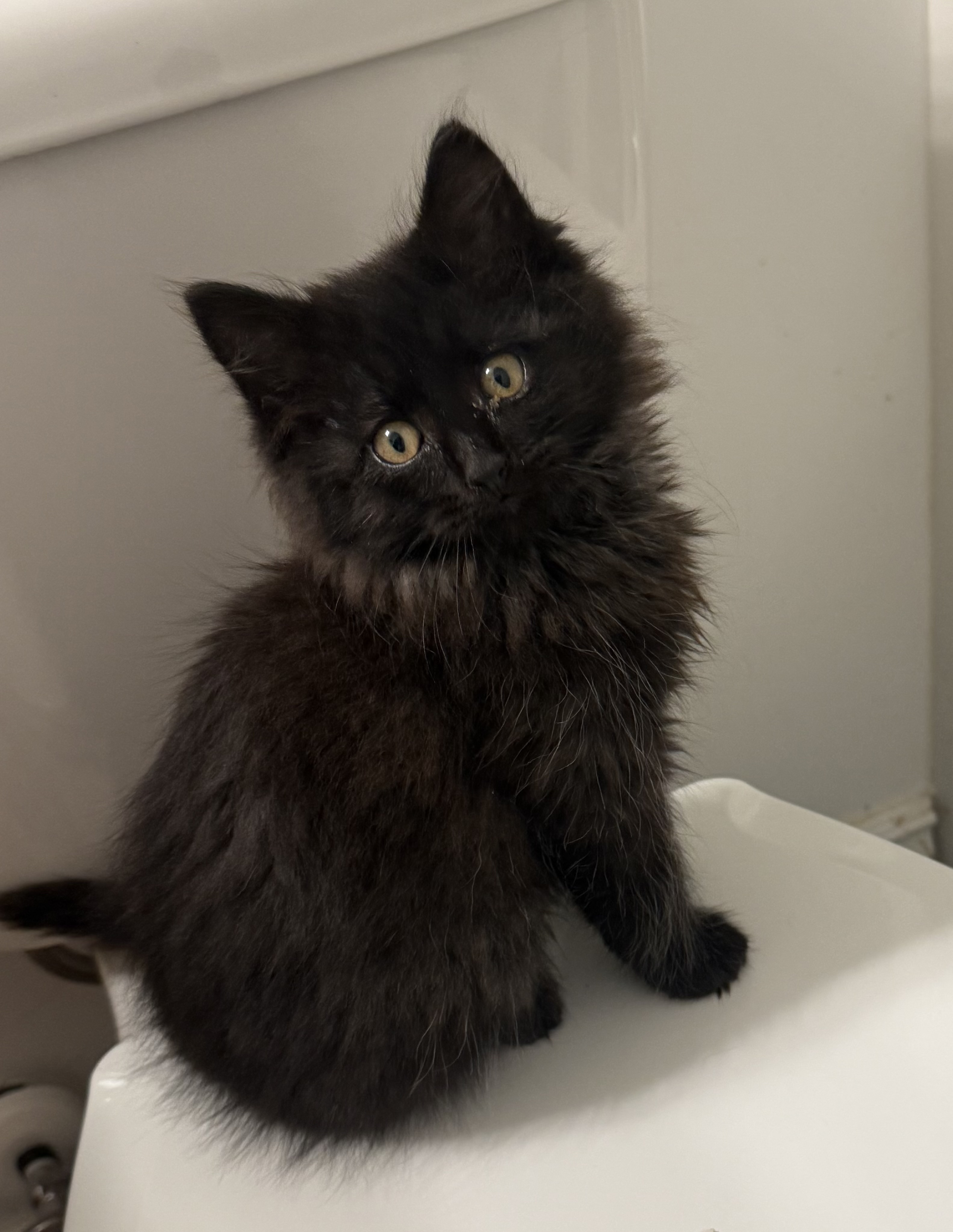 Picture of the Animal Listed