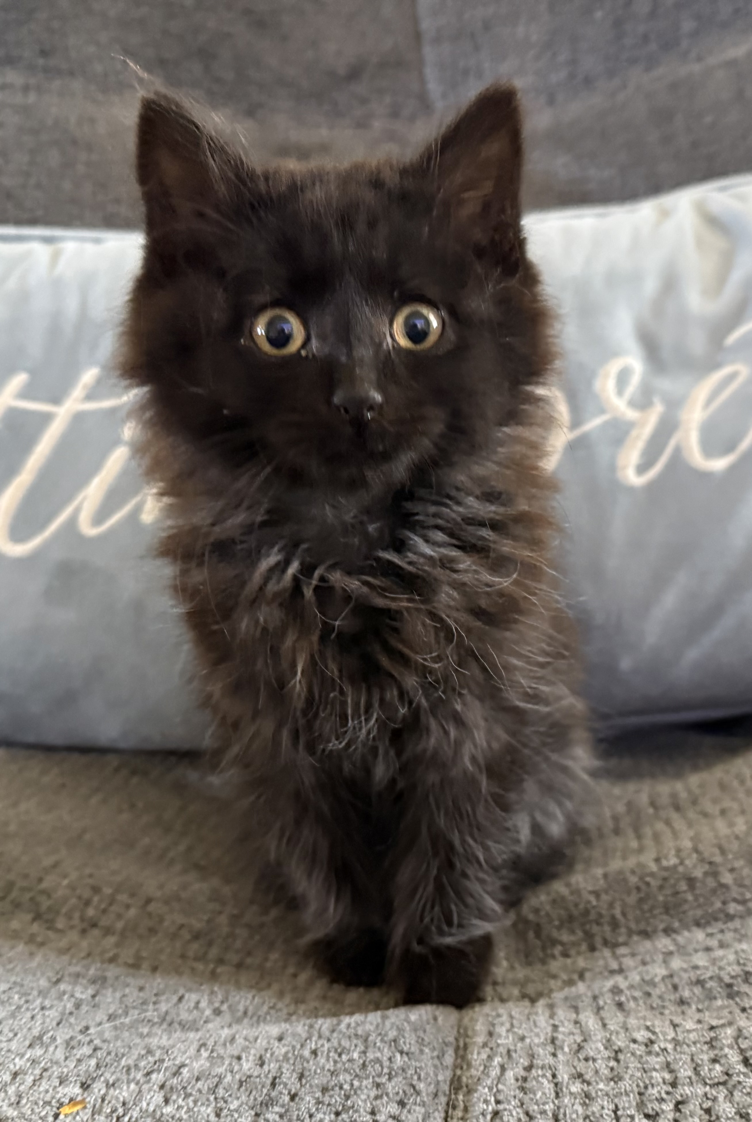 Picture of the Animal Listed