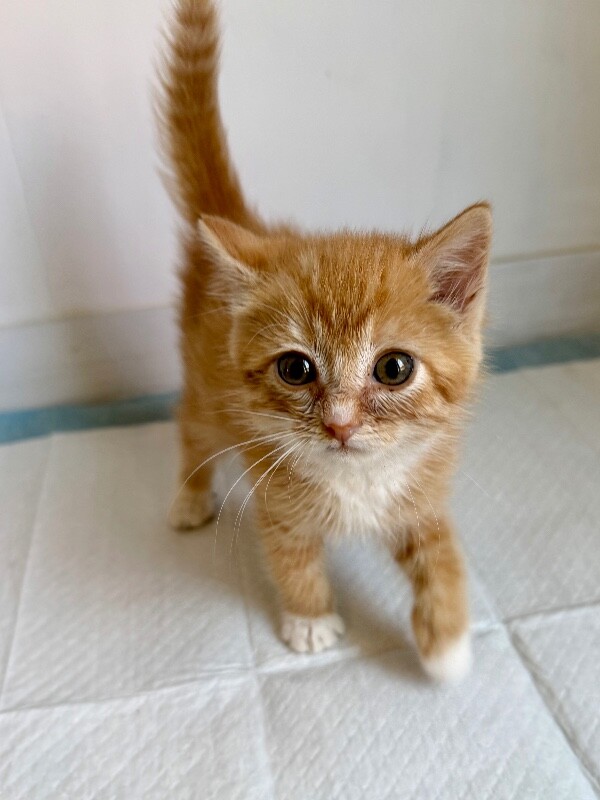 Picture of the Animal Listed