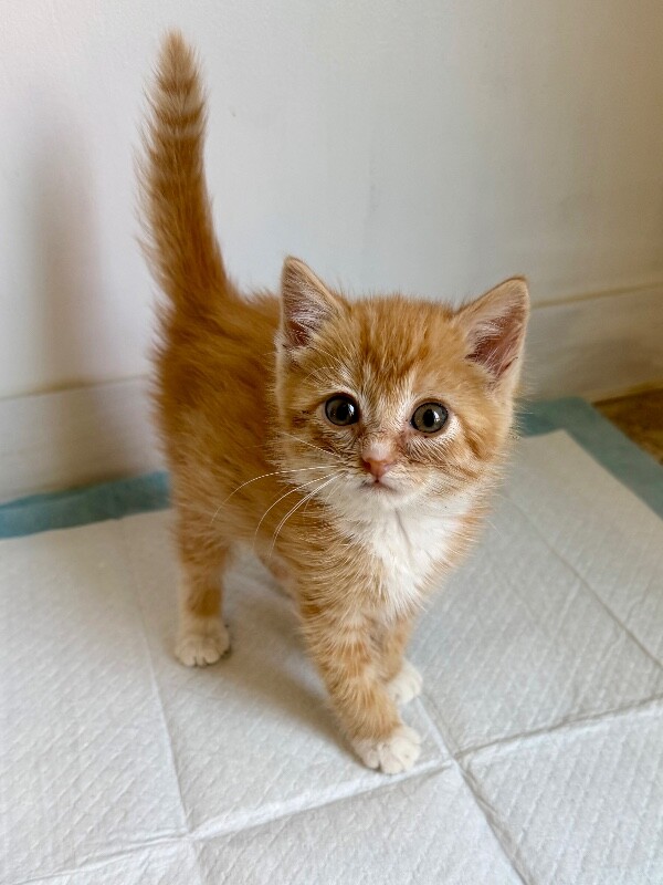 Picture of the Animal Listed