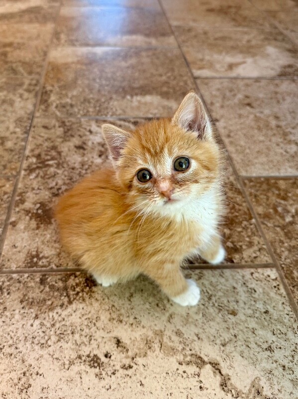 Picture of the Animal Listed