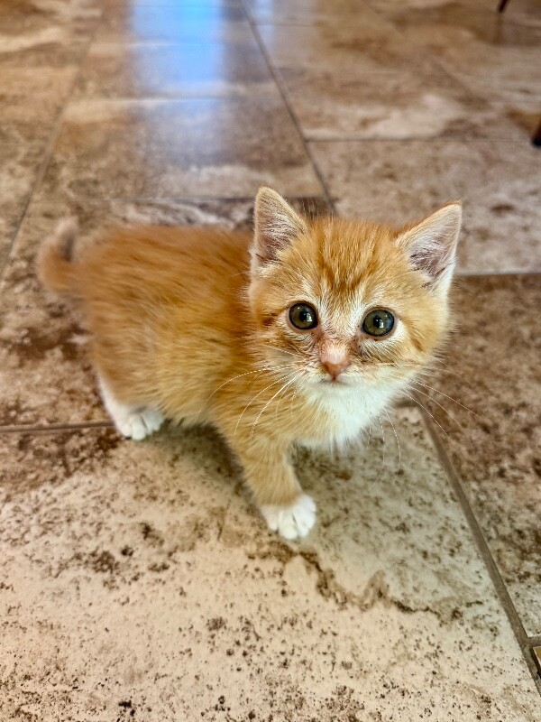 Picture of the Animal Listed