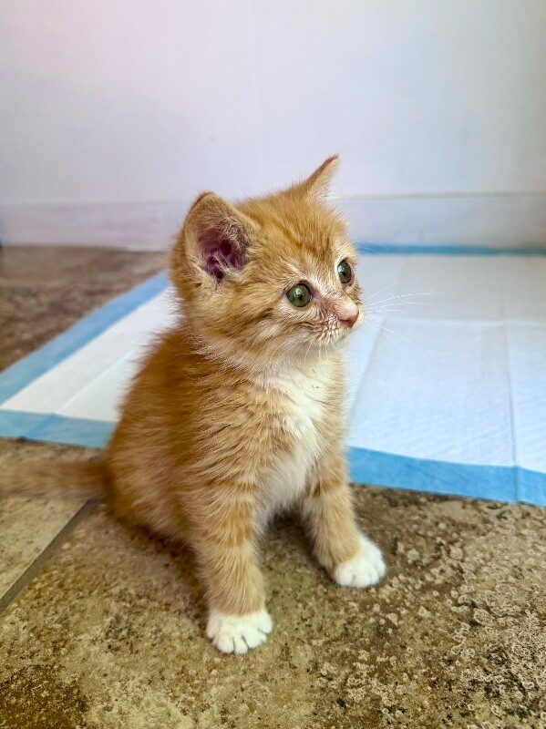 Picture of the Animal Listed