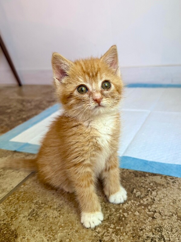 Picture of the Animal Listed