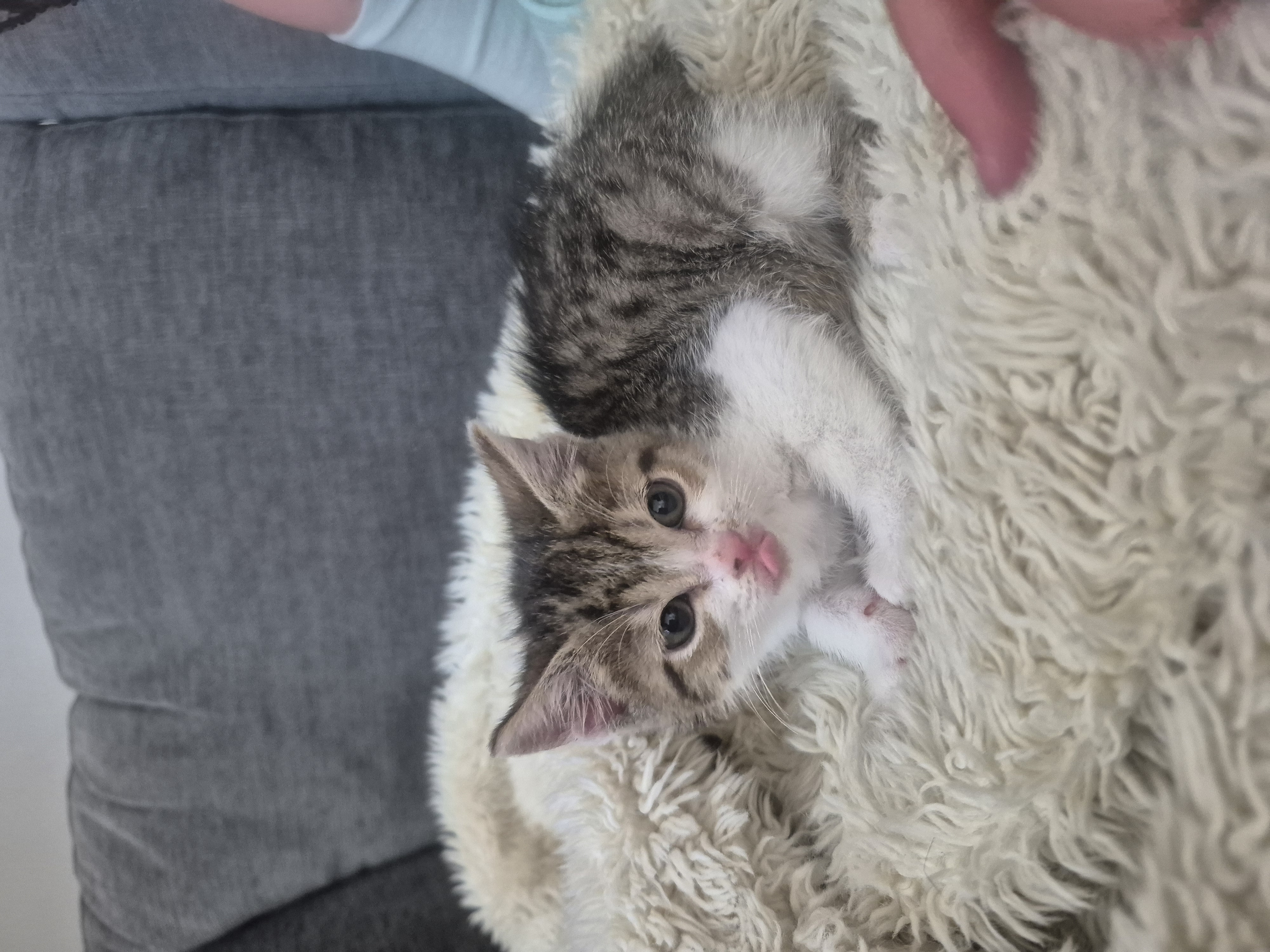 Picture of the Animal Listed