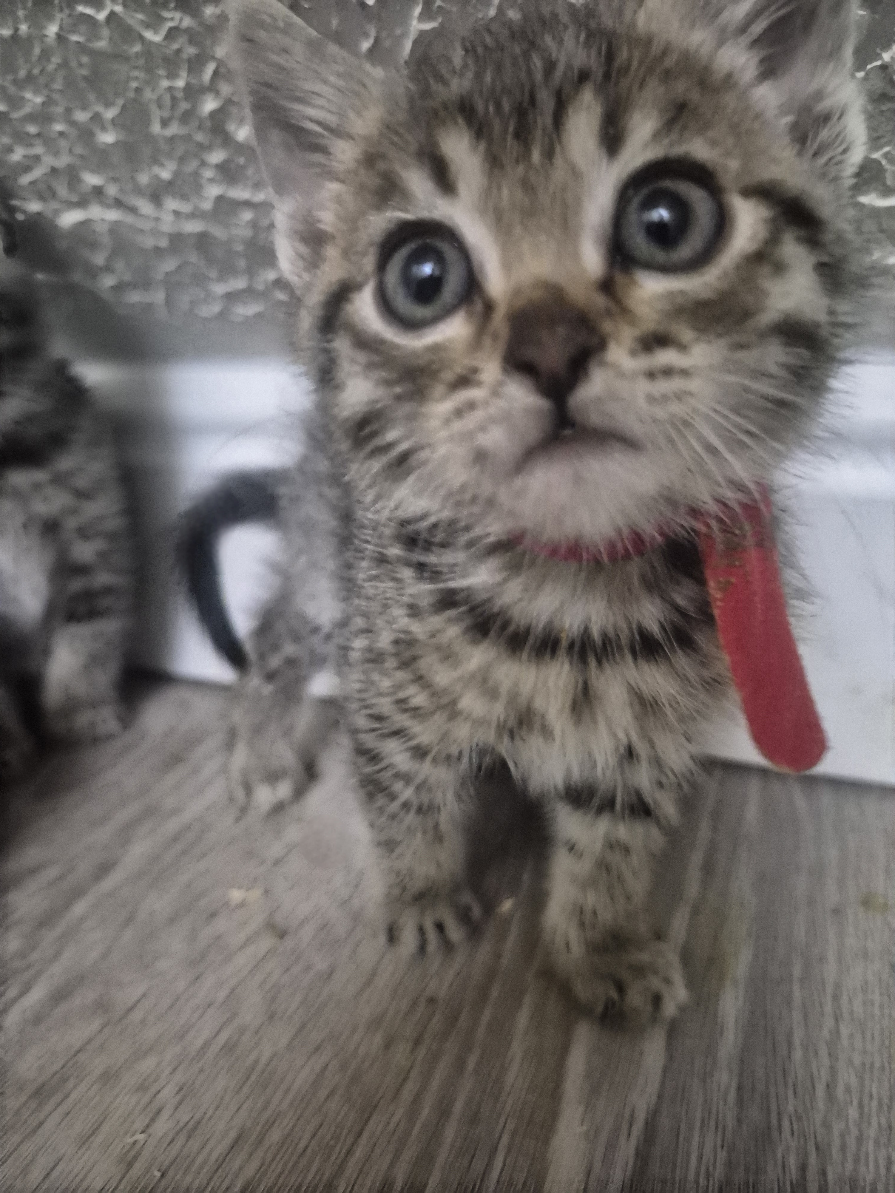 Picture of the Animal Listed