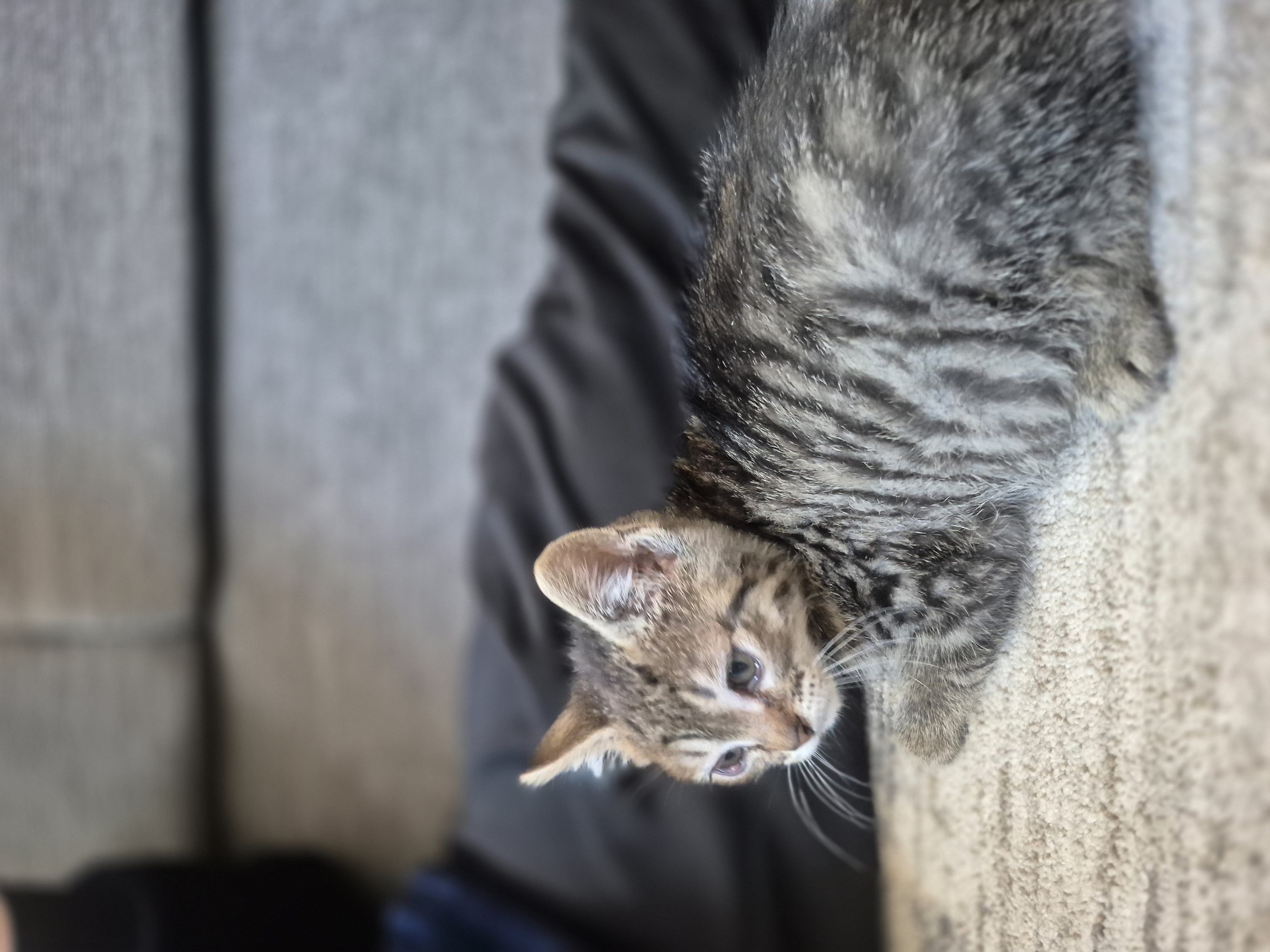 Picture of the Animal Listed