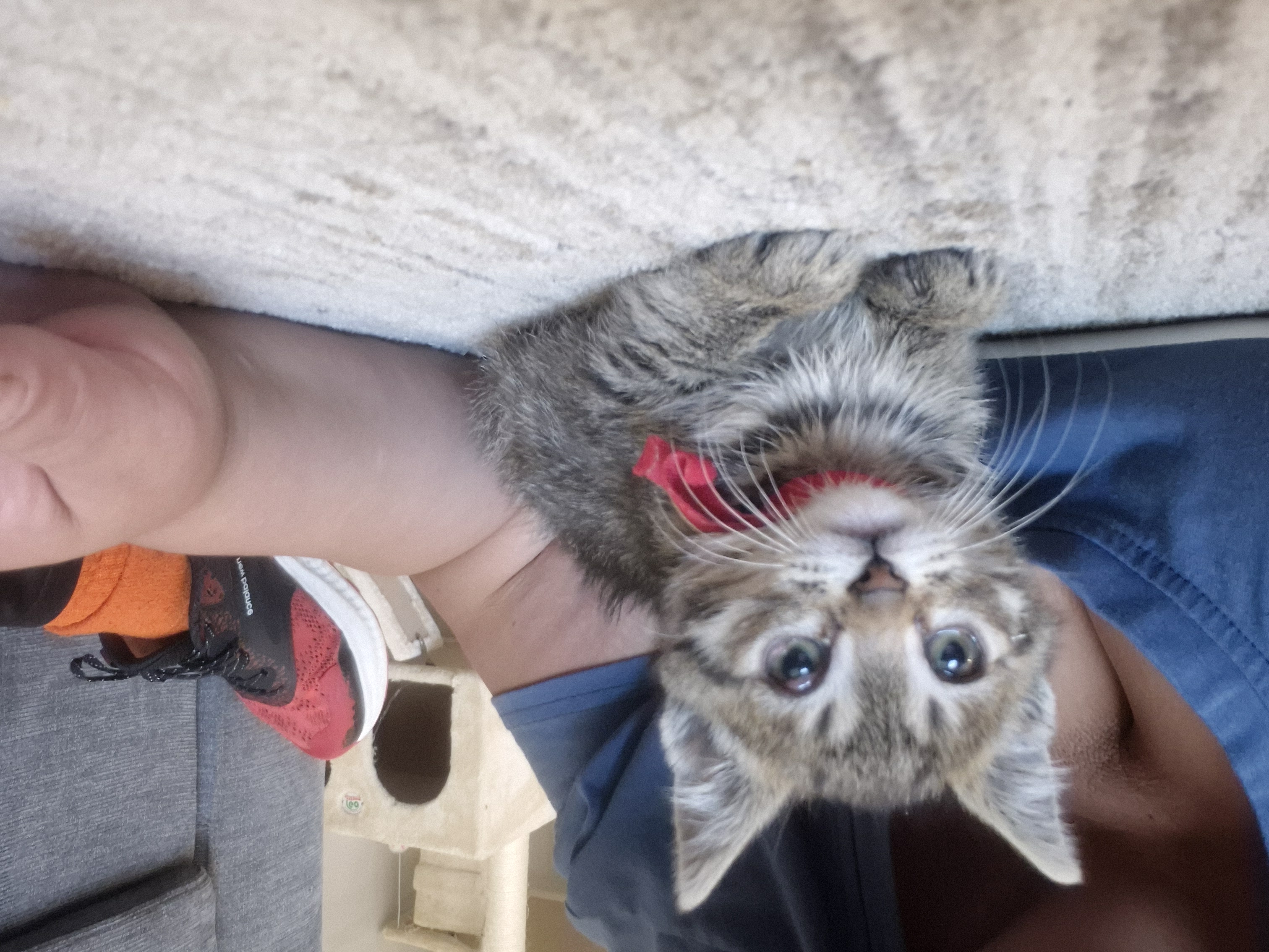 Picture of the Animal Listed