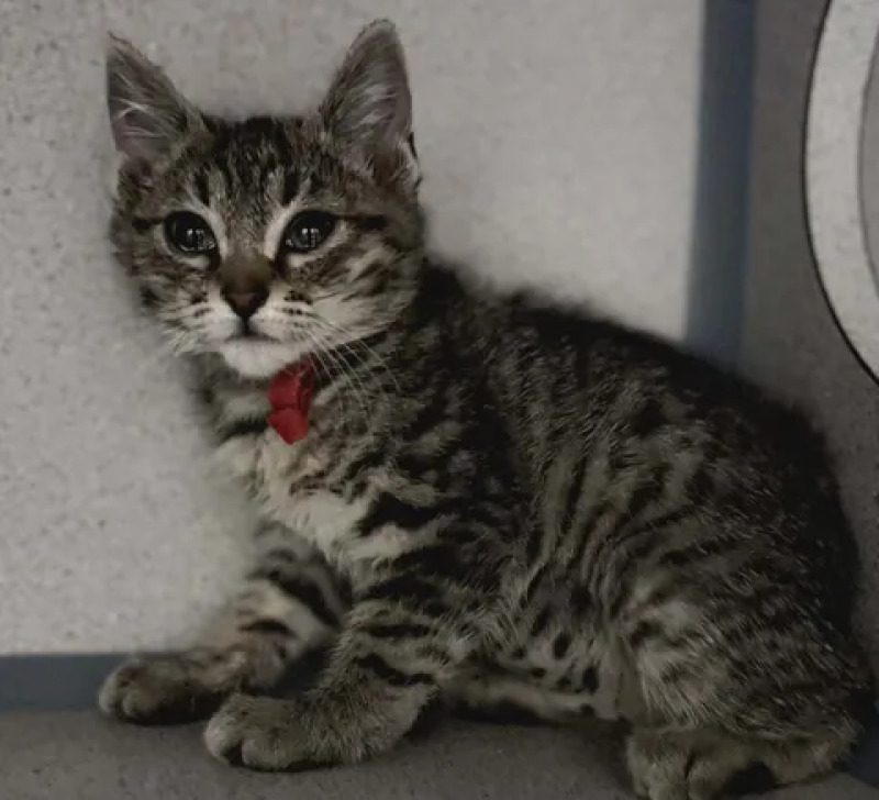 Picture of the Animal Listed