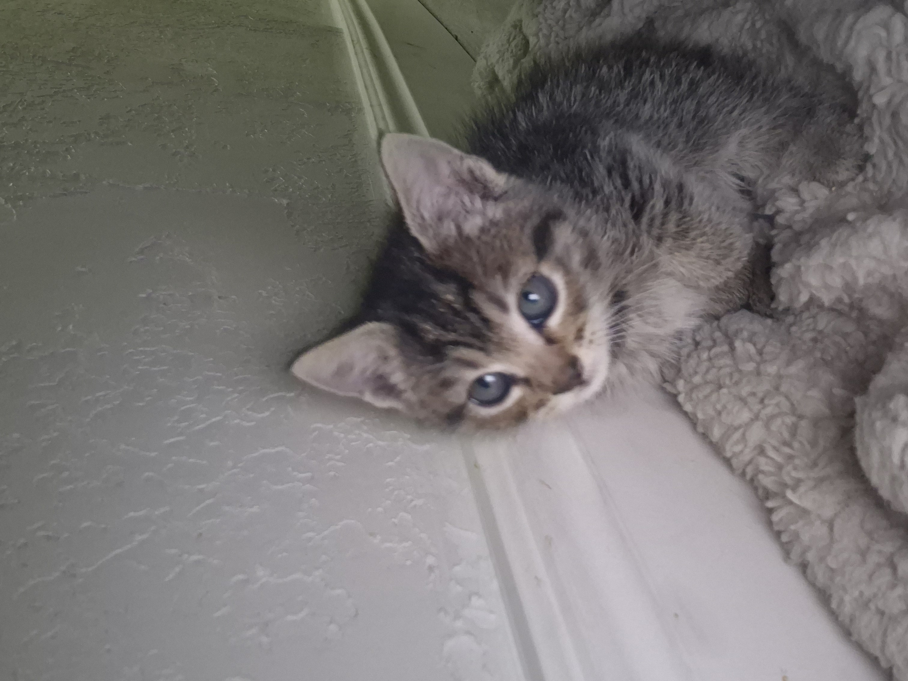 Picture of the Animal Listed