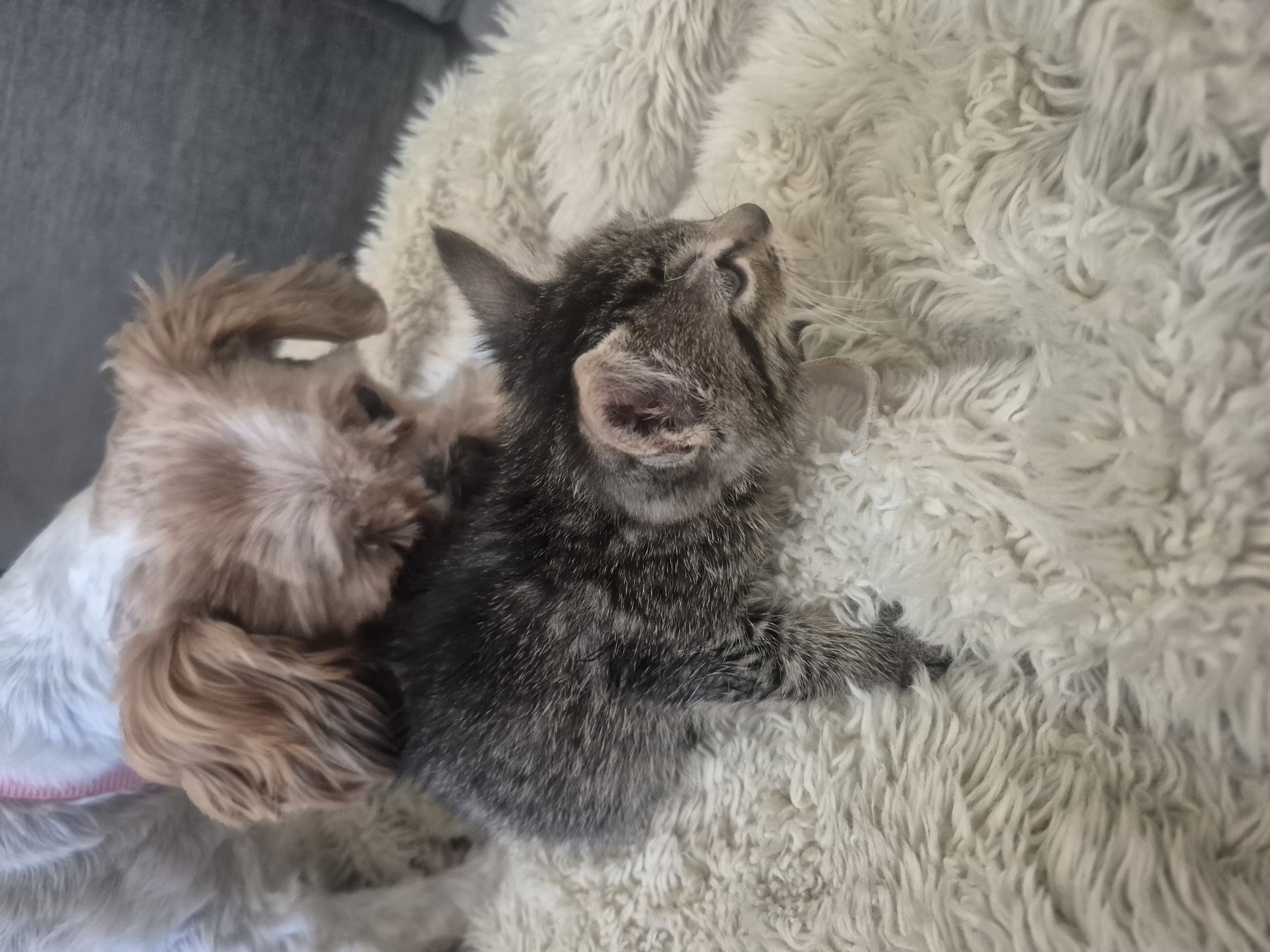 Picture of the Animal Listed
