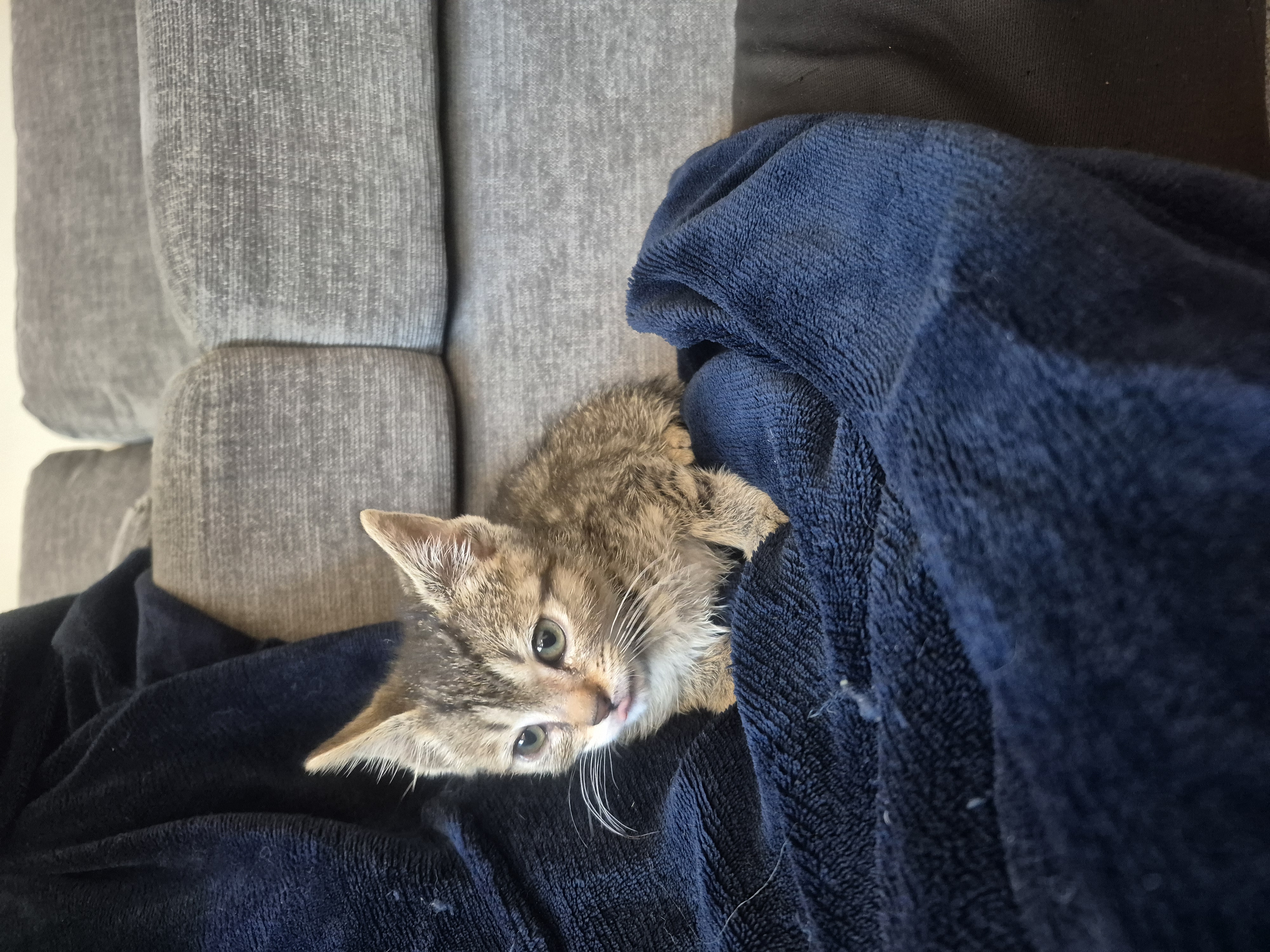 Picture of the Animal Listed