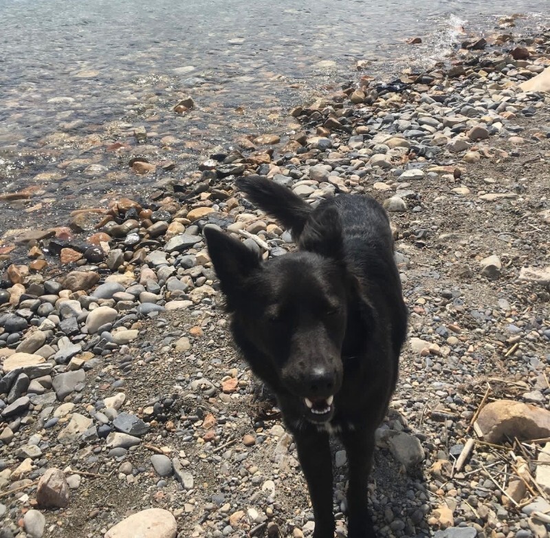 Picture of the Animal Listed