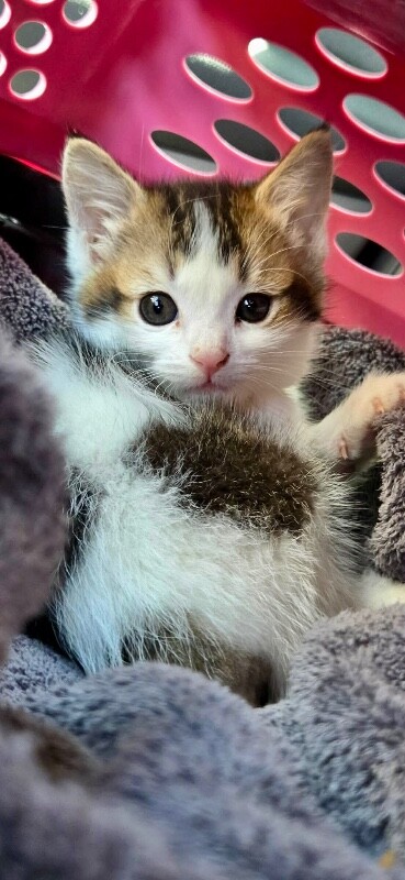 Picture of the Animal Listed