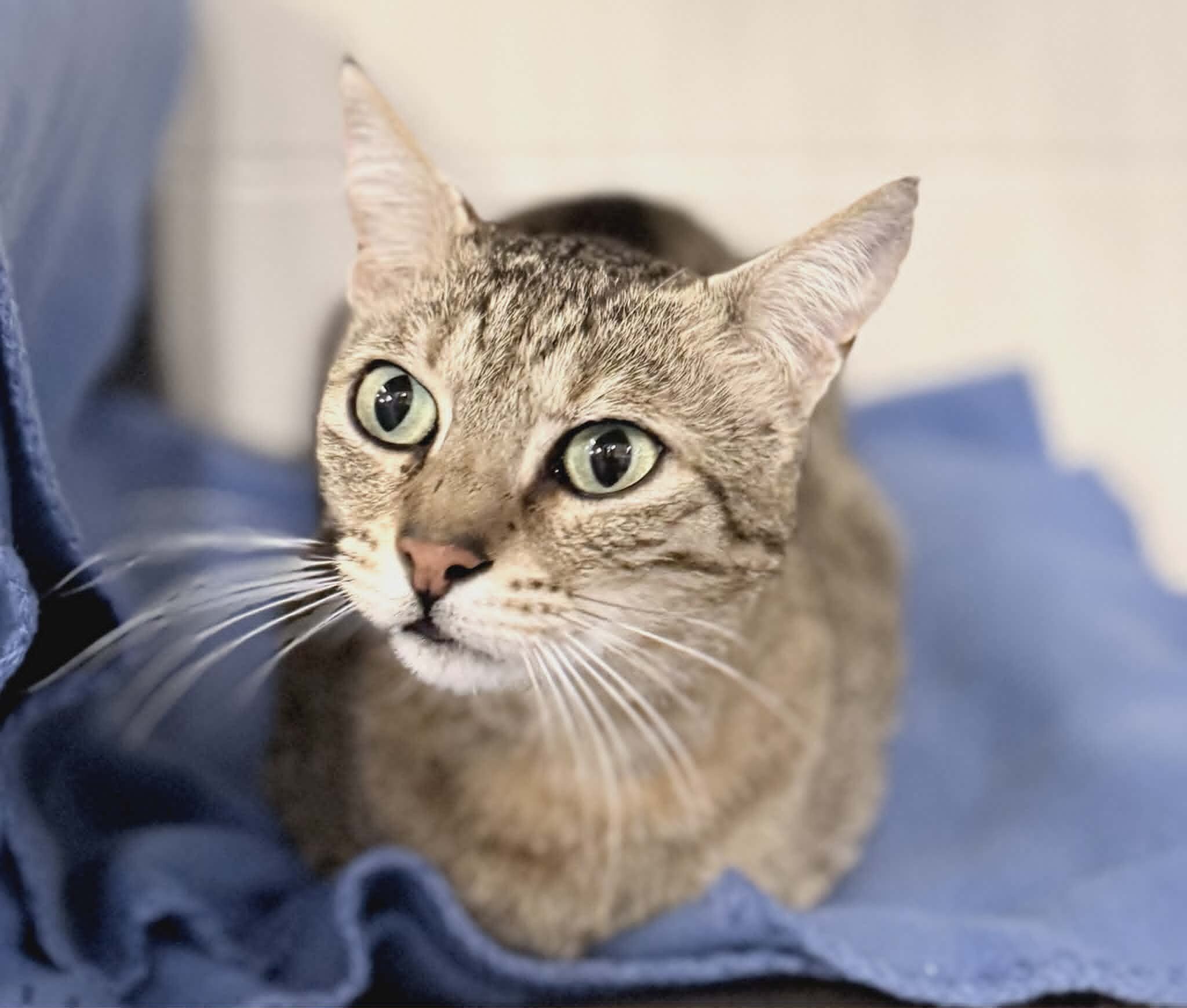 Picture of the Animal Listed