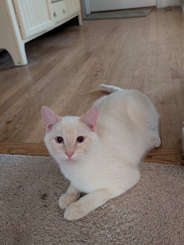 Picture of the Animal Listed