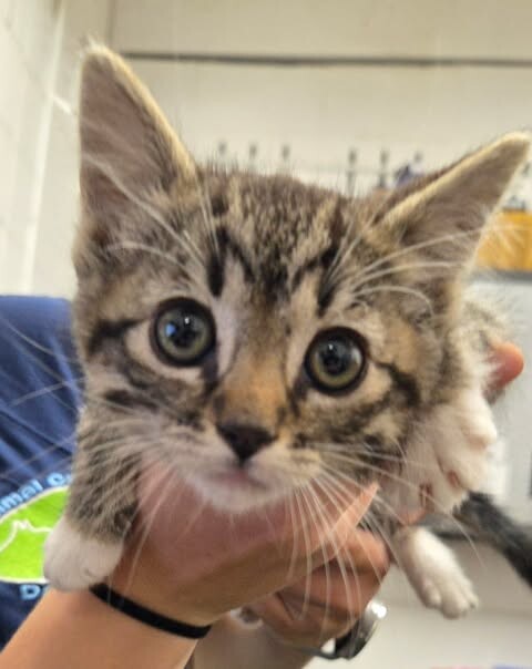 Picture of the Animal Listed