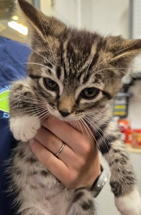 Picture of the Animal Listed