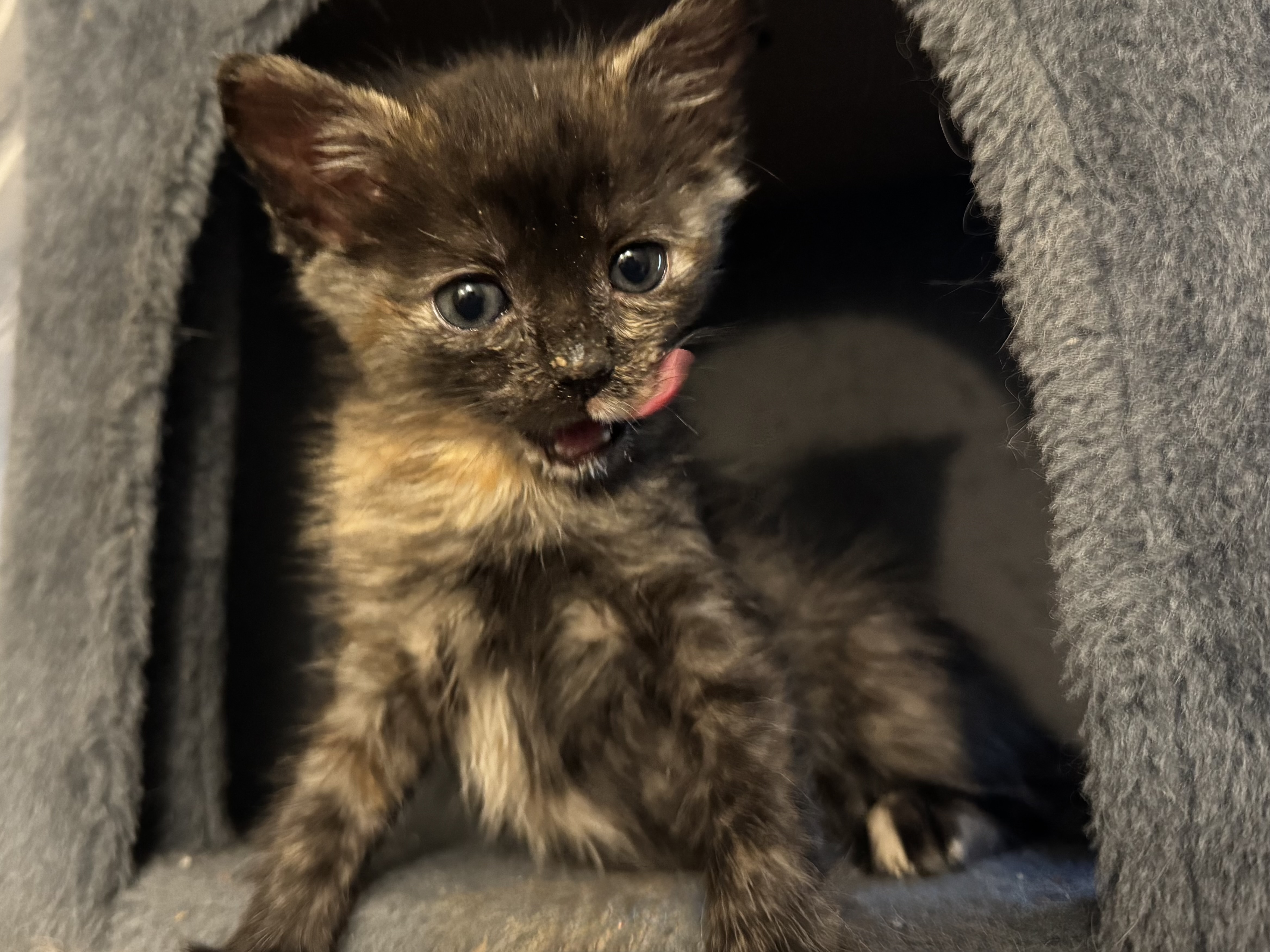 Picture of the Animal Listed