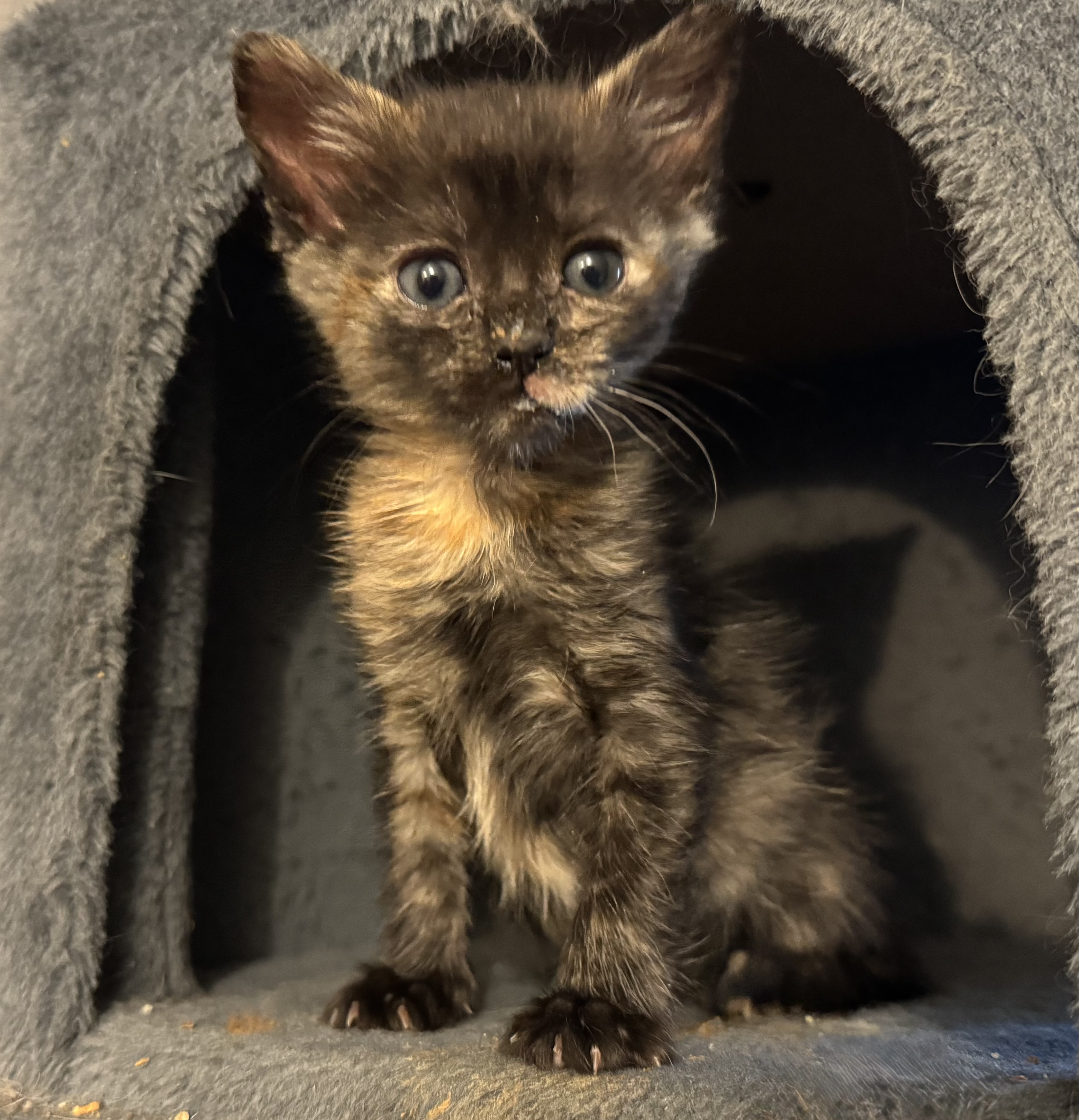 Picture of the Animal Listed