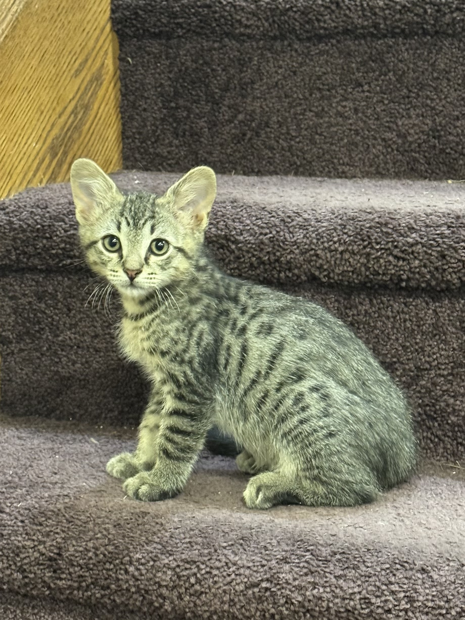 Picture of the Animal Listed