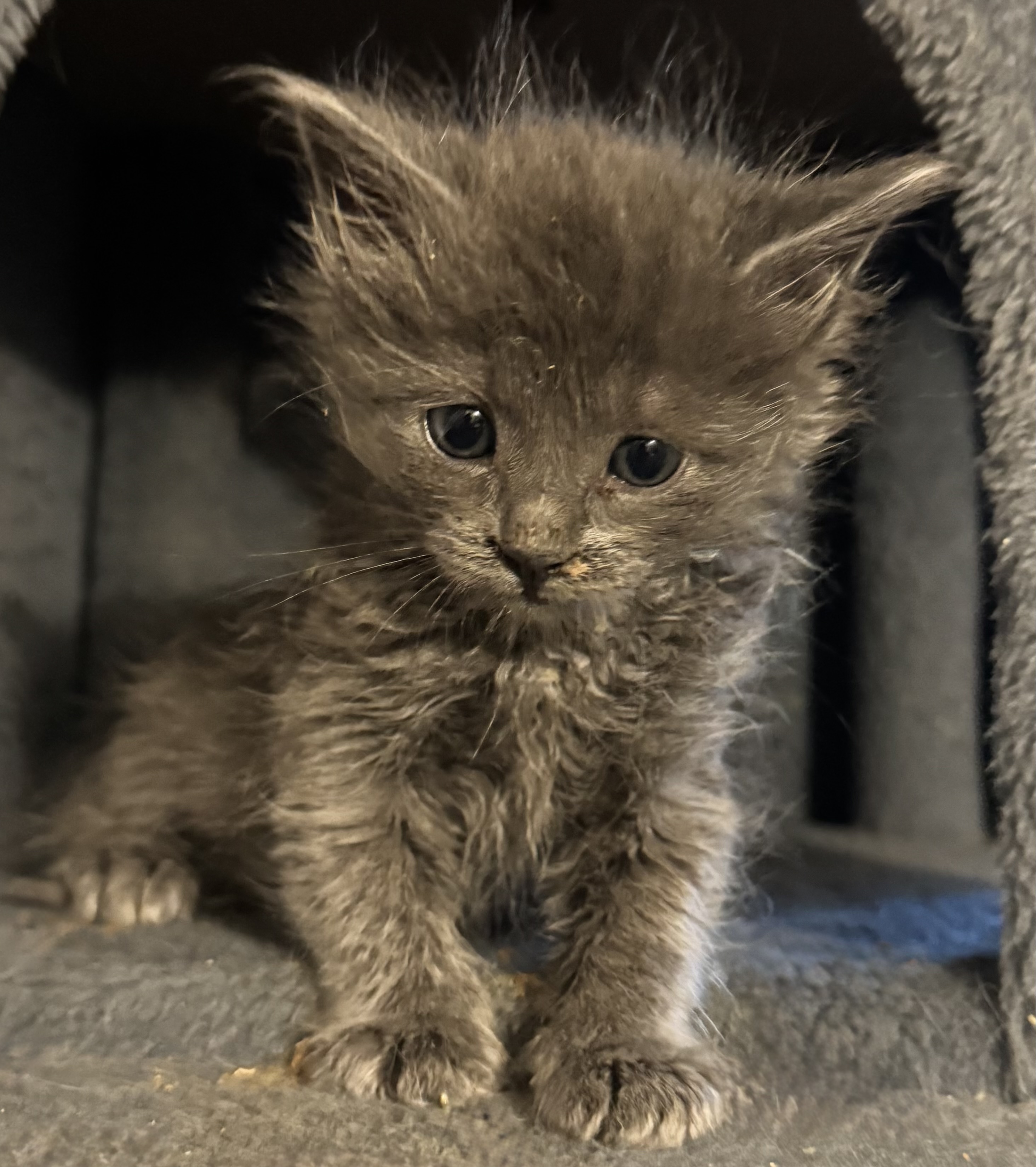 Picture of the Animal Listed