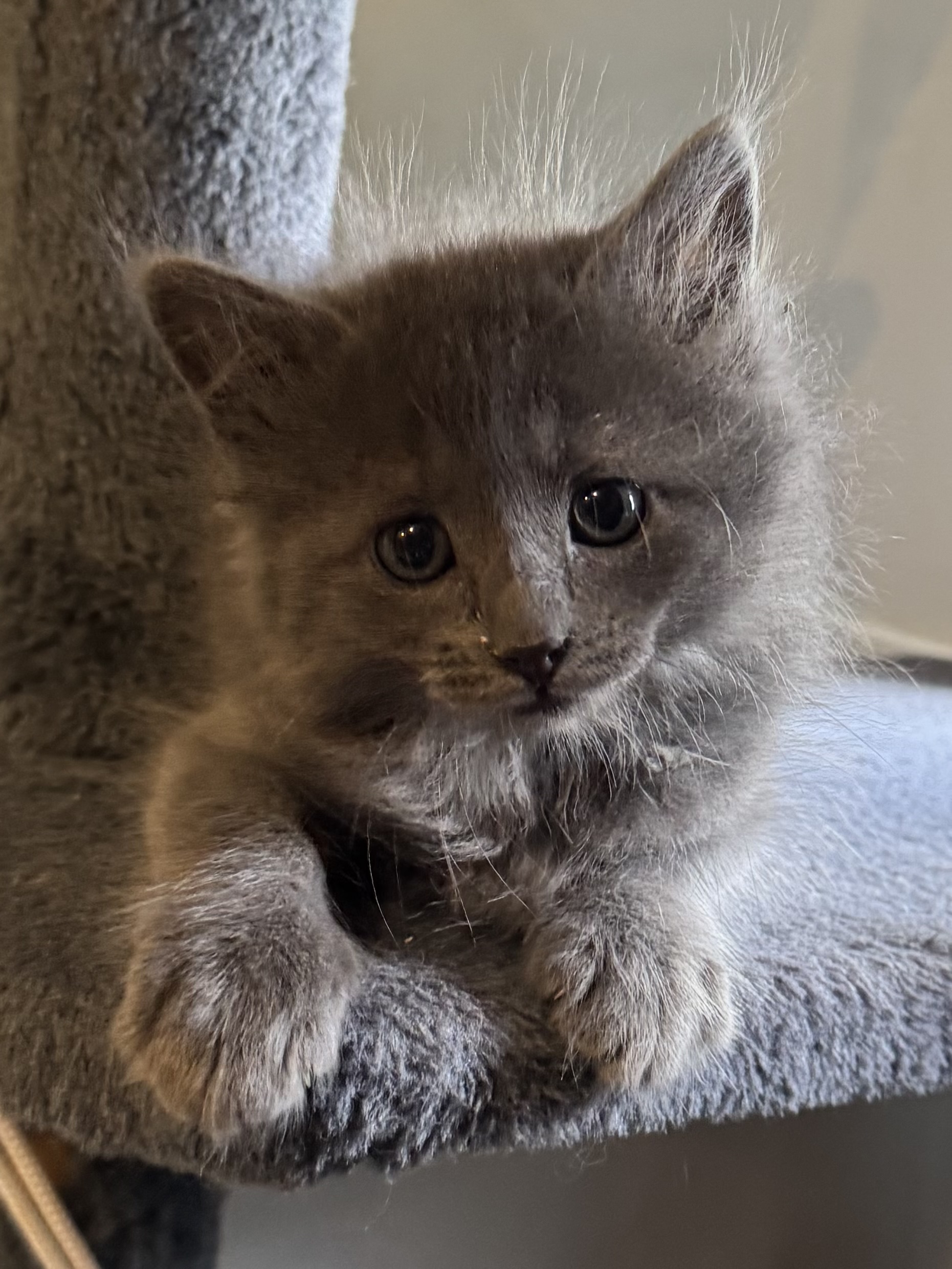 Picture of the Animal Listed
