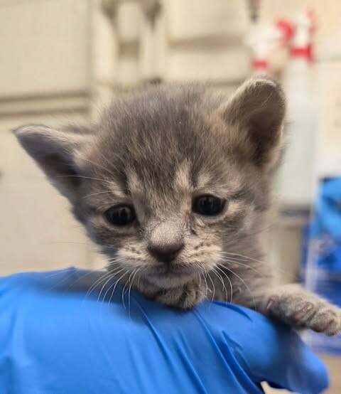 Picture of the Animal Listed