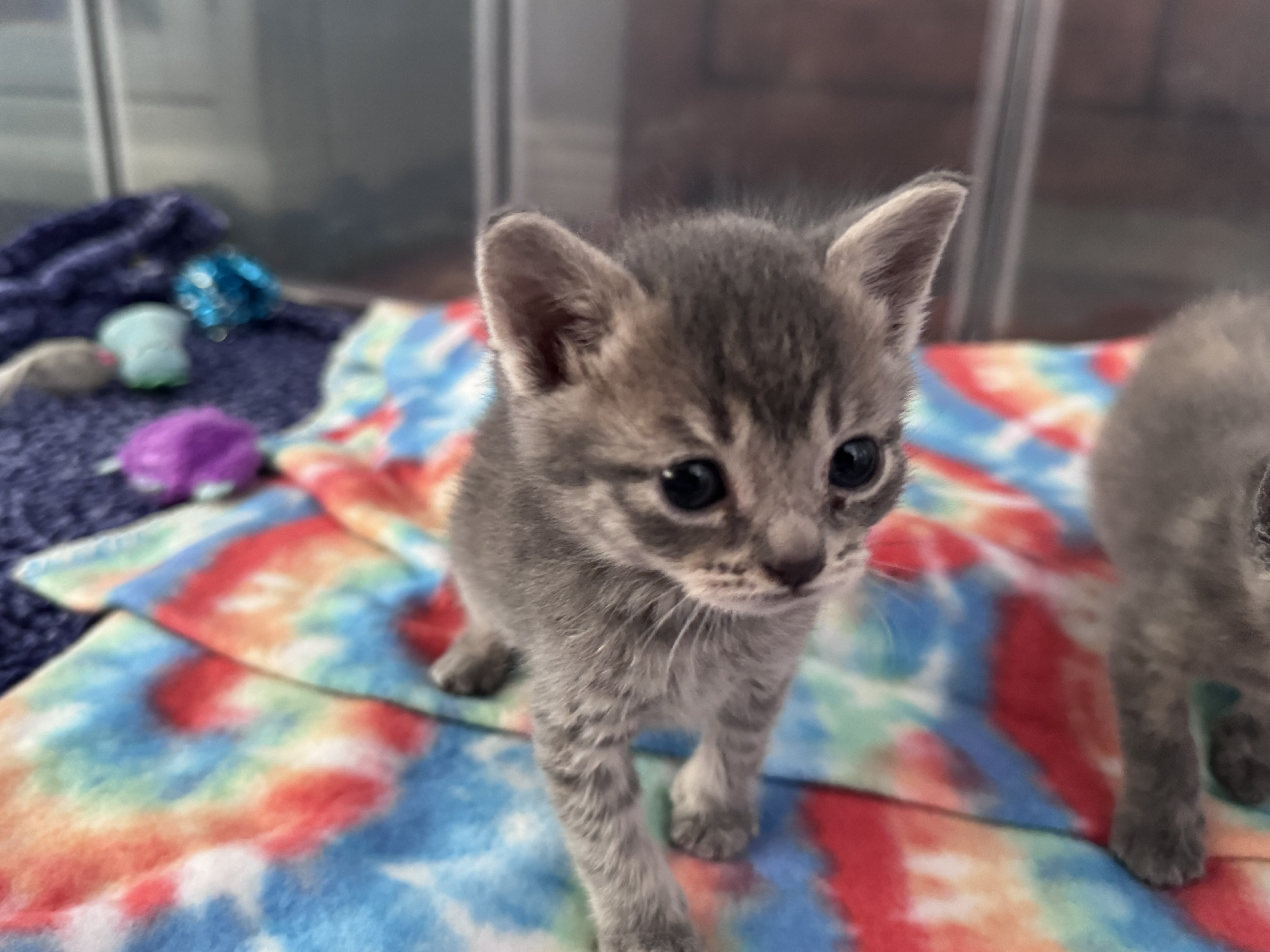 Picture of the Animal Listed