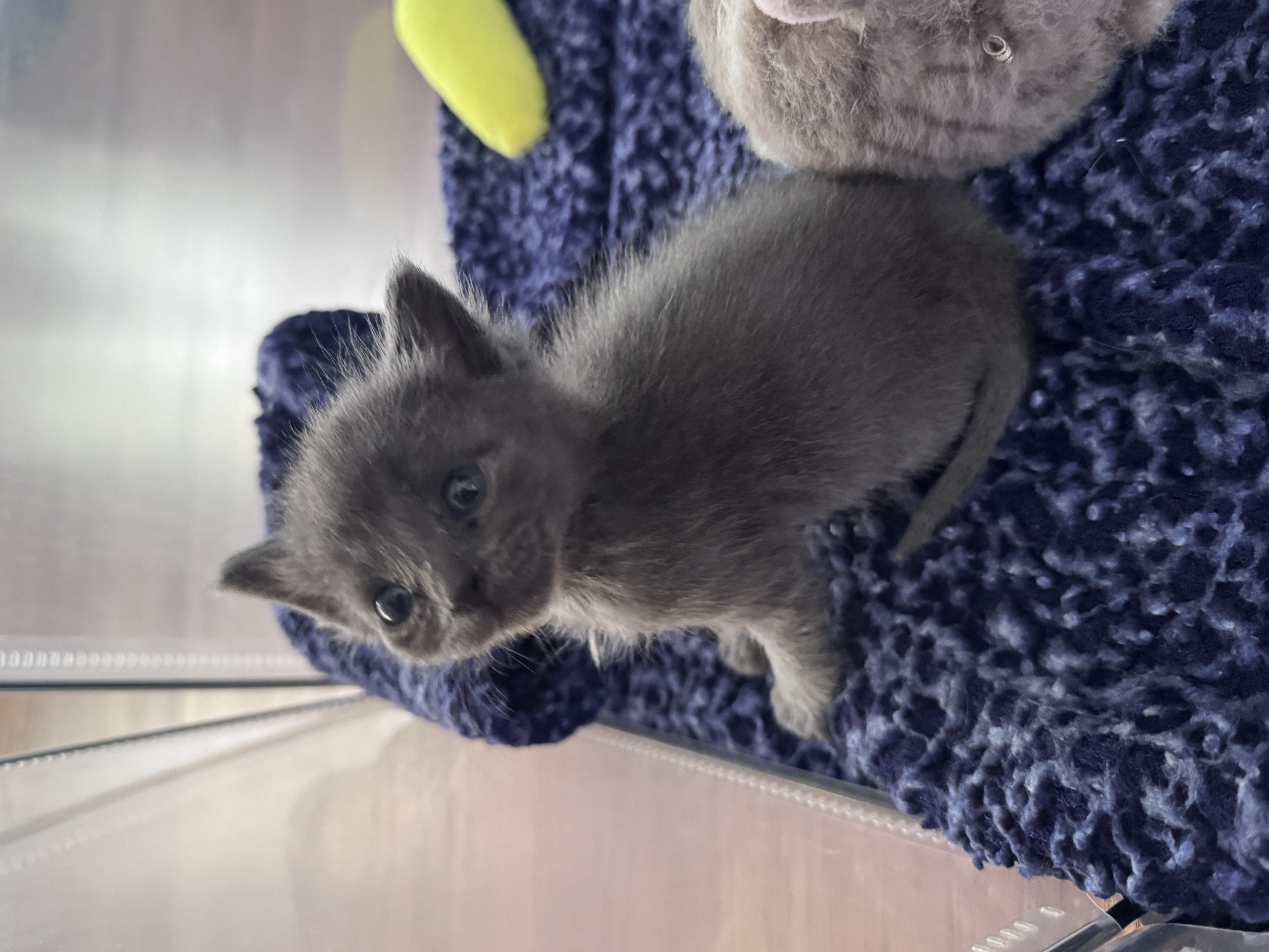 Picture of the Animal Listed