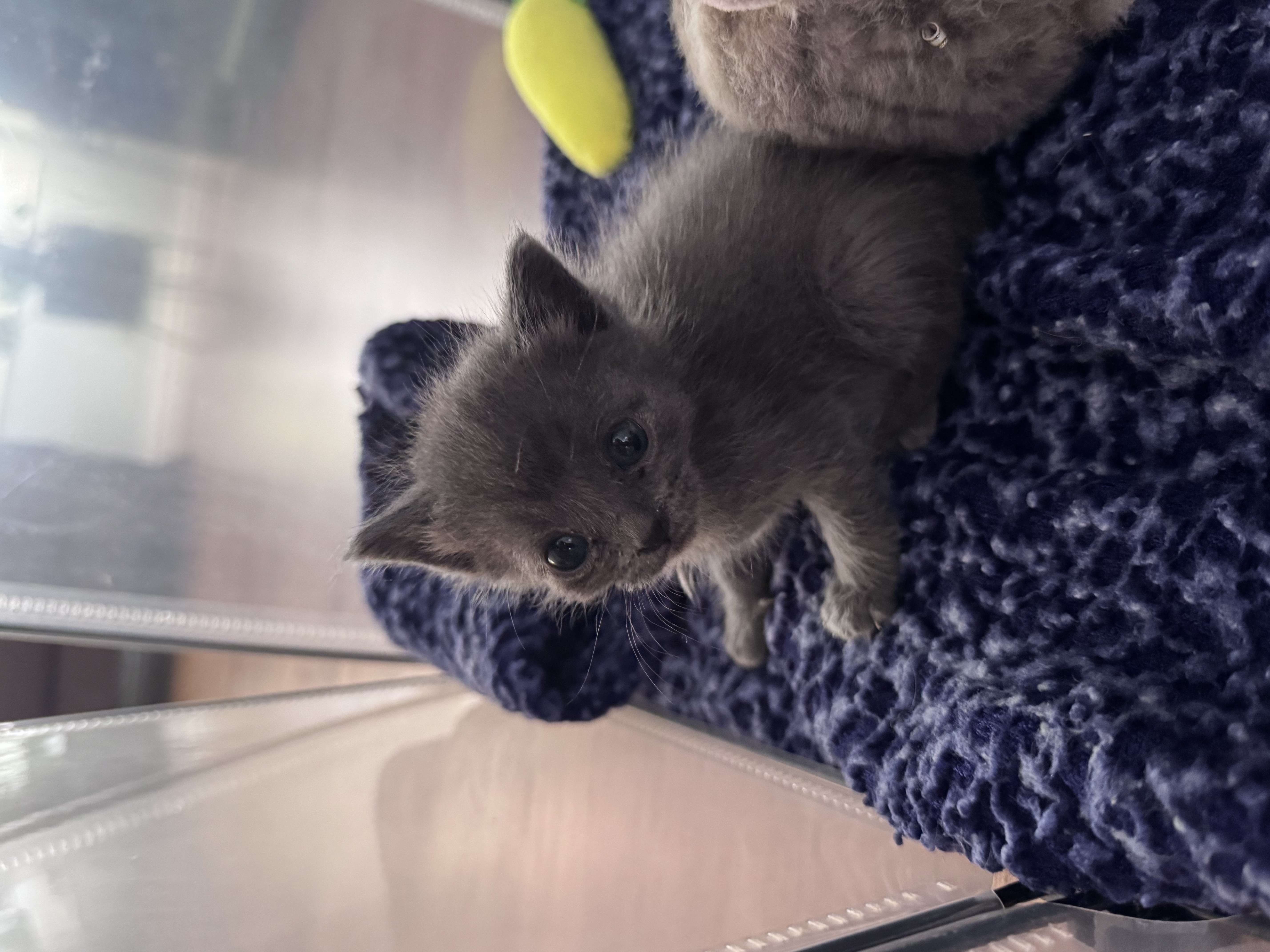 Picture of the Animal Listed