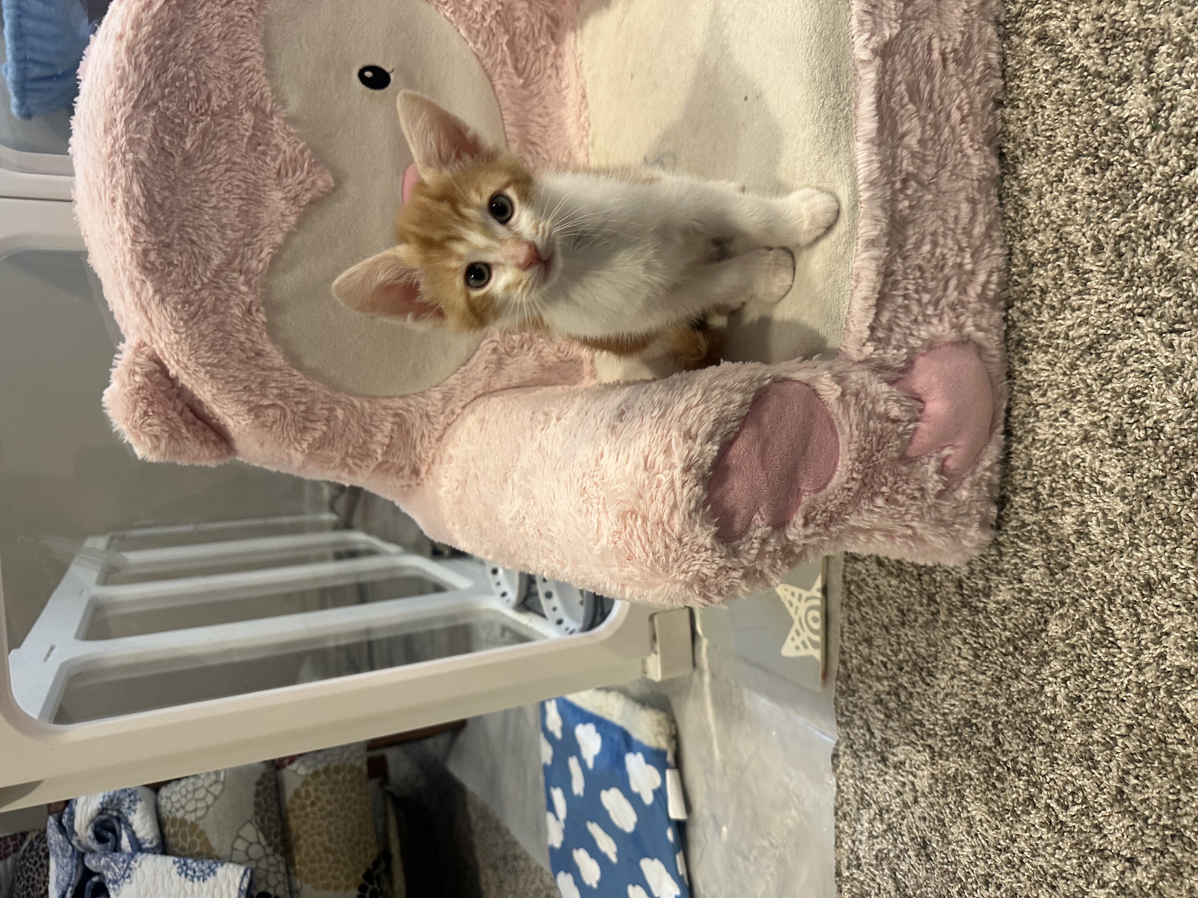 Picture of the Animal Listed