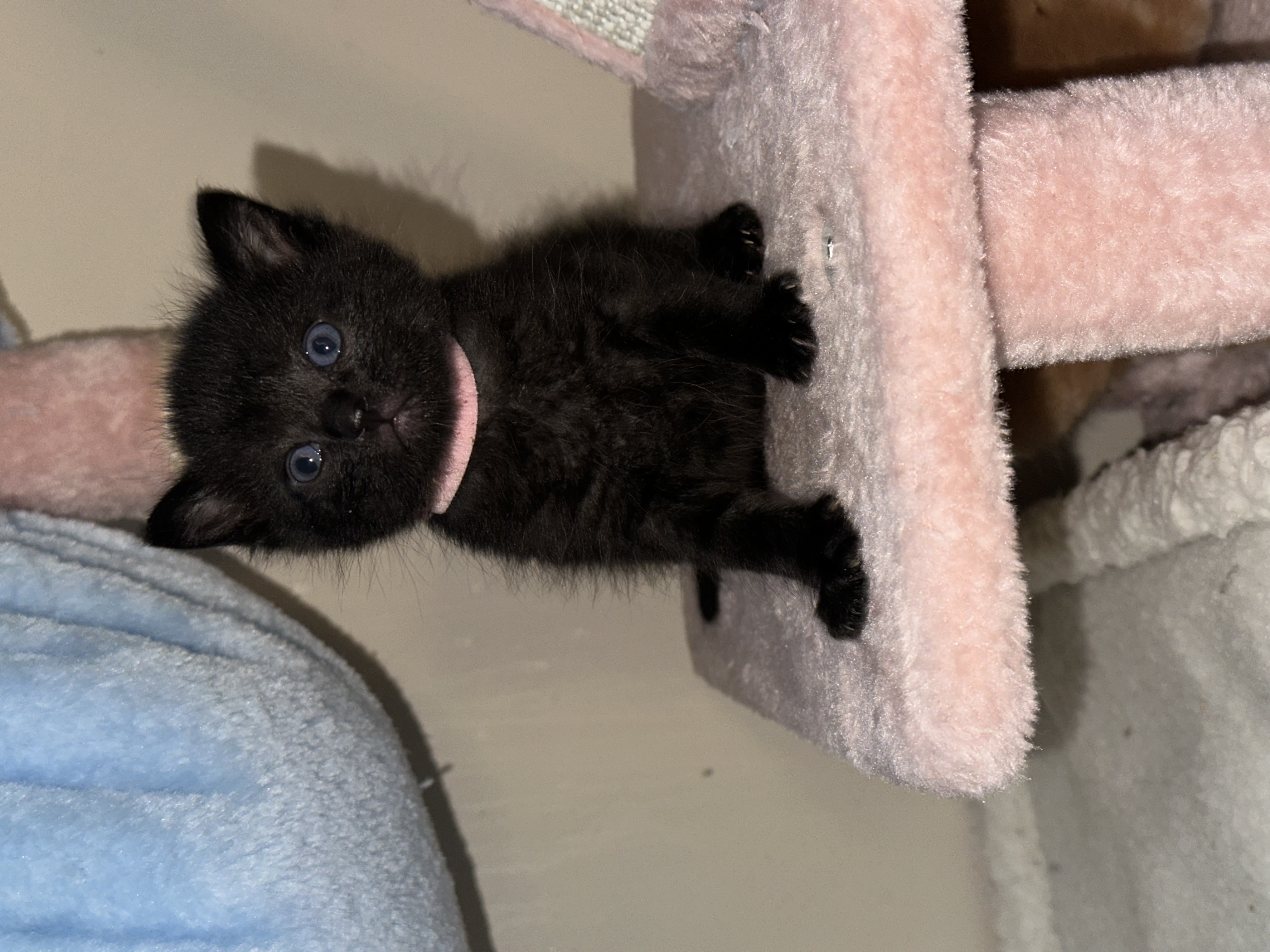 Picture of the Animal Listed