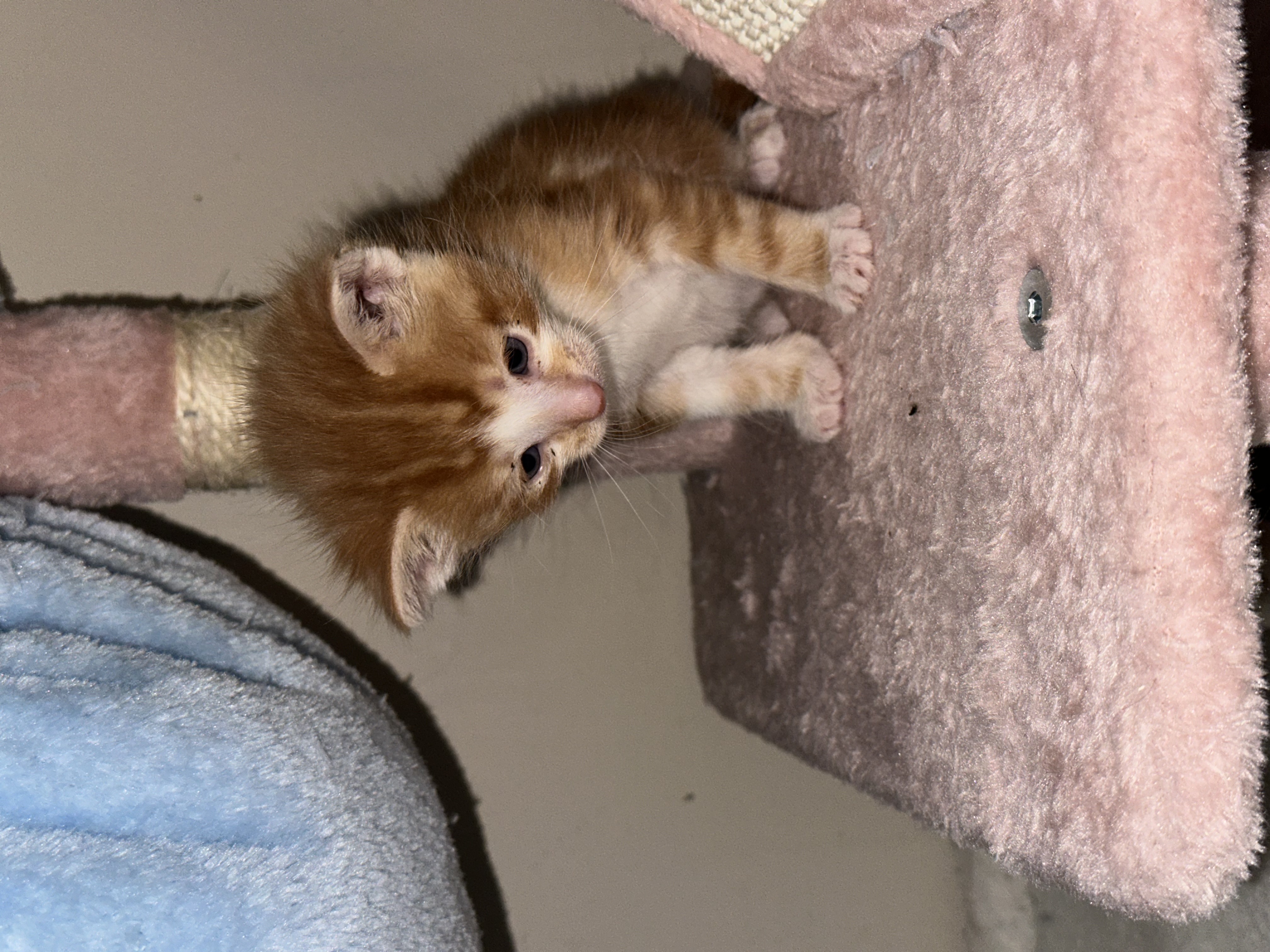 Picture of the Animal Listed