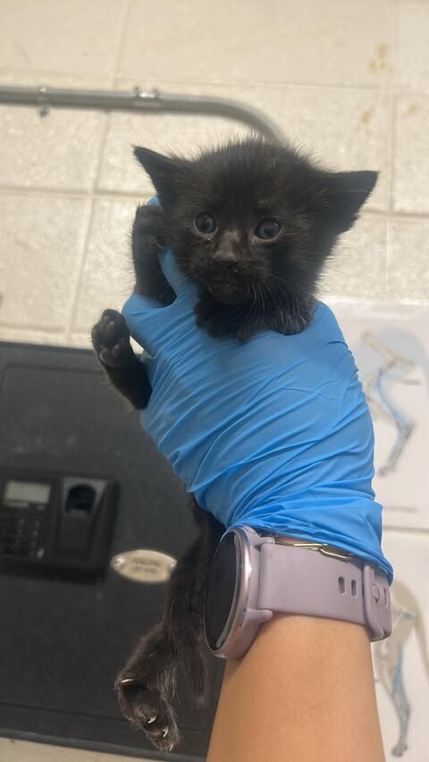 Picture of the Animal Listed