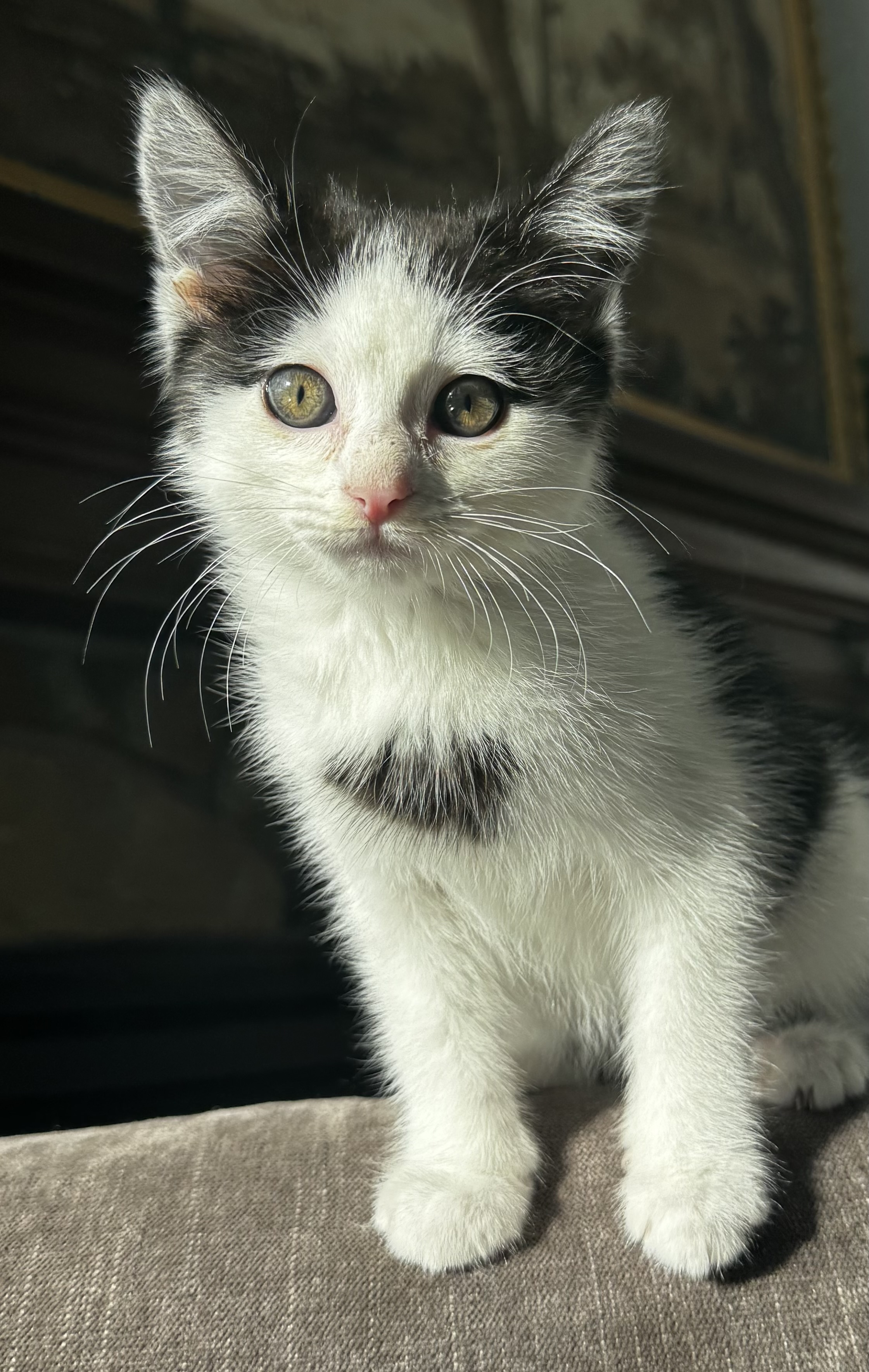 Picture of the Animal Listed