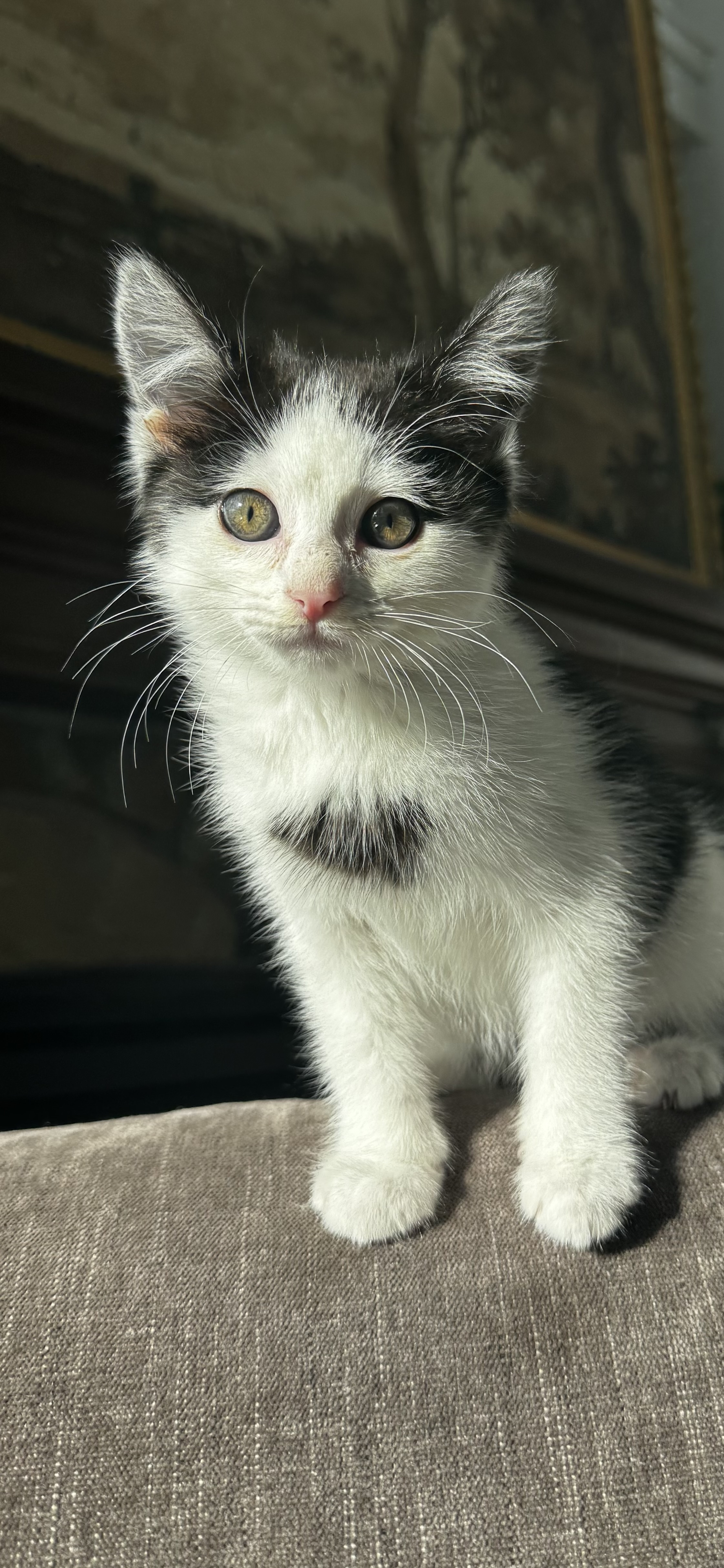 Picture of the Animal Listed