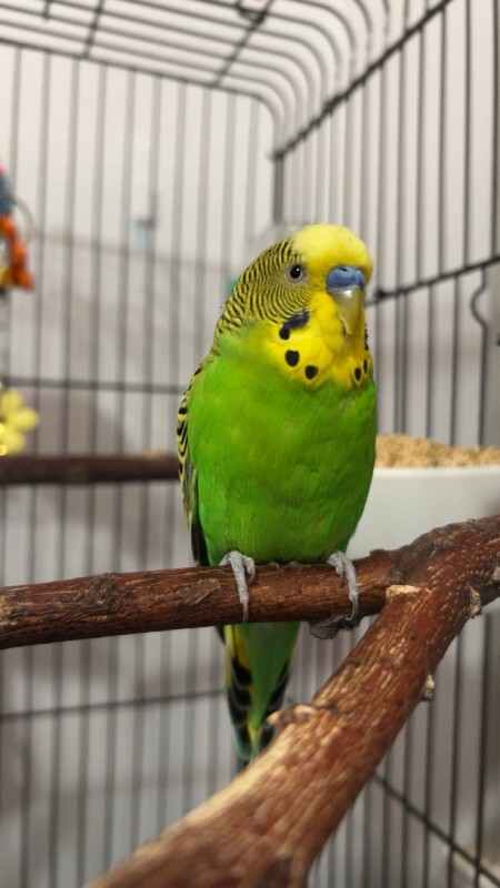 Picture of the Animal Listed
