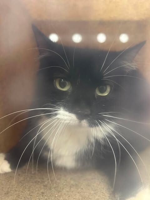 Picture of the Animal Listed